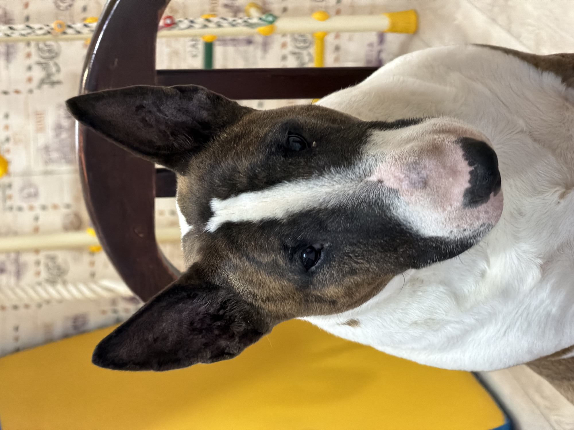 A close-up, slightly angled view showcases a dog with predominantly white fur on its chest and neck, contrasted by brown and black markings on its head. The dog is positioned in a chair with a dark brown wooden frame, and it appears to be seated on a yellow cushion. The backdrop features a patterned wallpaper with a cream color and faint textual prints. A multi-colored toy or decorative item is partially visible in the upper part of the background. The photo's location is unspecified and there is no information about Chaikovsky, Russia.