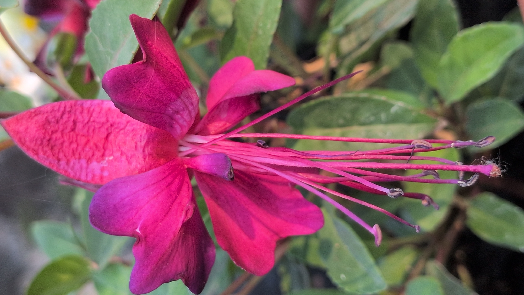 The image is a close-up, vertical shot of a vibrant fuchsia flower. The flower has multiple petals, with the larger, outer petals being a deep pink or magenta, transitioning to a lighter pink or purplish hue towards the tips. The inner petals are more delicate and tubular, from which long, thin stamens with small, dark anthers hang down. The texture of the petals appears slightly velvety or crinkled. The background consists of green foliage, out of focus, suggesting an outdoor garden setting. There are also thin strands of spiderweb visible on some of the petals and leaves. The lighting suggests it is daytime, possibly in soft sunlight, highlighting the rich colors of the flower.
This image was taken in the city of Rastenberg, Germany.