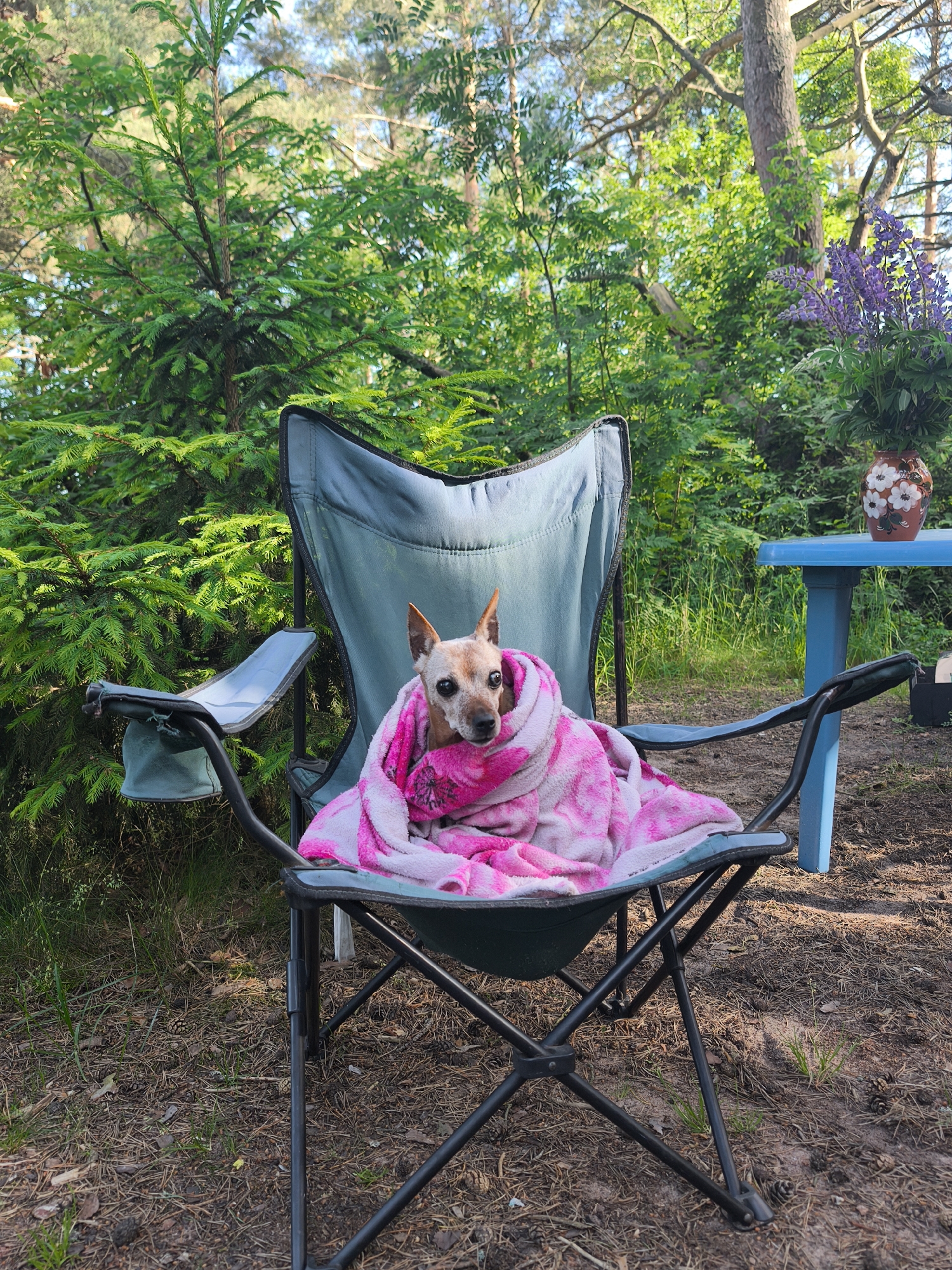 An outdoor scene features a small tan dog wrapped in a pink and white blanket, sitting in a dark green camping chair. The dog's head is visible, looking towards the camera. Behind the chair, a blue plastic table holds a vase with purple flowers and a smaller patterned pot. The background consists of dense green foliage and trees, indicating a natural setting, likely in the city of Zelenaya Roshcha, Russia, given the context of the prompt. The ground is covered with pine needles and dry leaves. The lighting suggests it is daytime.