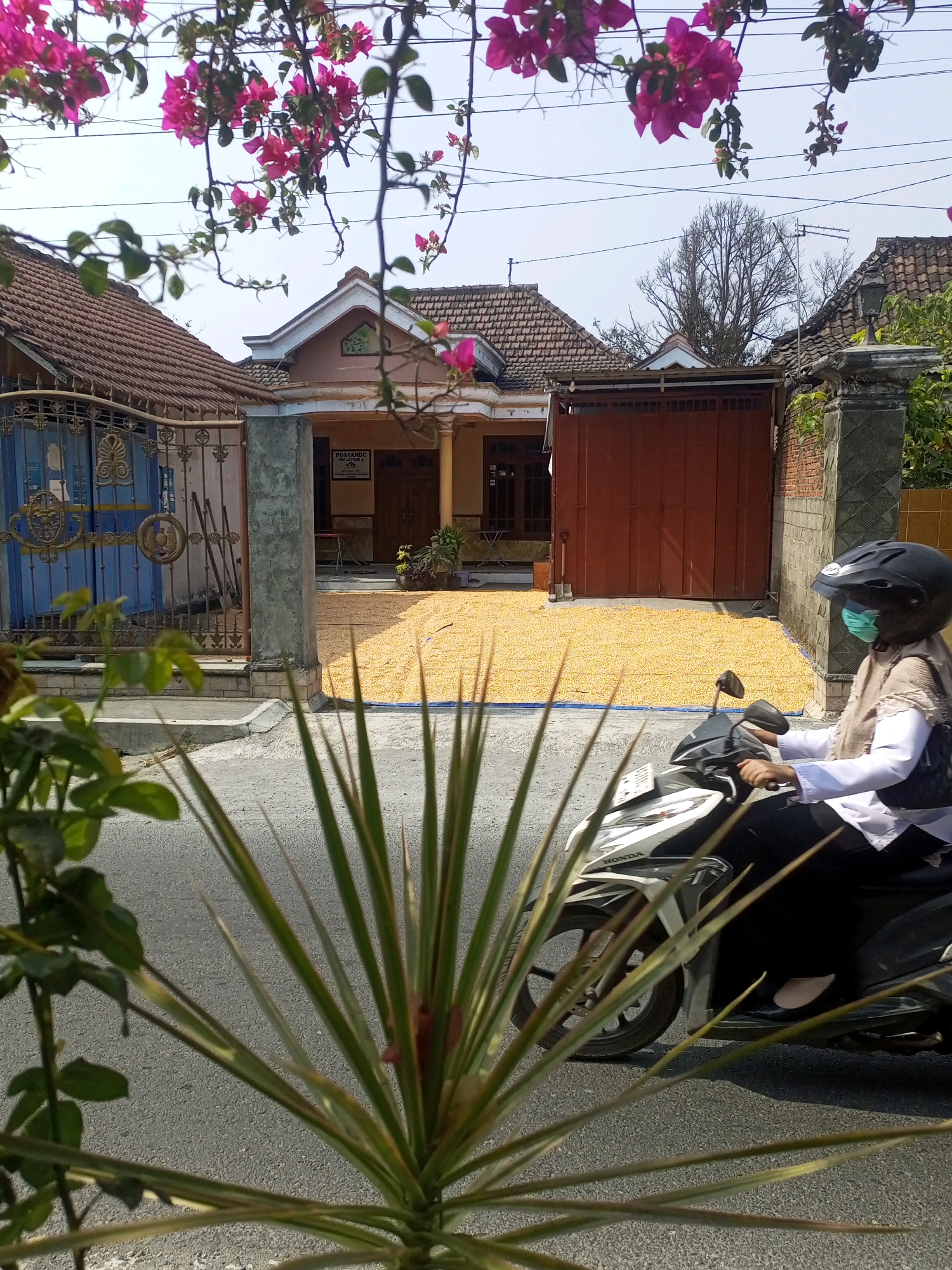 In the city of Ngasem, Indonesia, a person wearing a helmet and face mask rides a motorcycle. The motorcycle is a white and black Honda scooter, and the rider is wearing a white long-sleeved shirt and a light brown shawl. The rider is moving from left to right across the frame, passing a large outdoor drying area. The ground in front of a house is covered with a vast expanse of dried yellow corn kernels, spread out on a blue tarp and directly on the ground. The house features a reddish-brown garage door and a light-colored facade with an awning. In the foreground, the leaves of a plant with sharp, spiky green leaves obscure a portion of the scene. Above the house, bright pink bougainvillea flowers cascade from branches, and power lines crisscross the sky. A blue metal gate with ornate details is visible to the left of the house. The overall impression is a scene of daily life and agricultural activity in a residential area of Ngasem.
