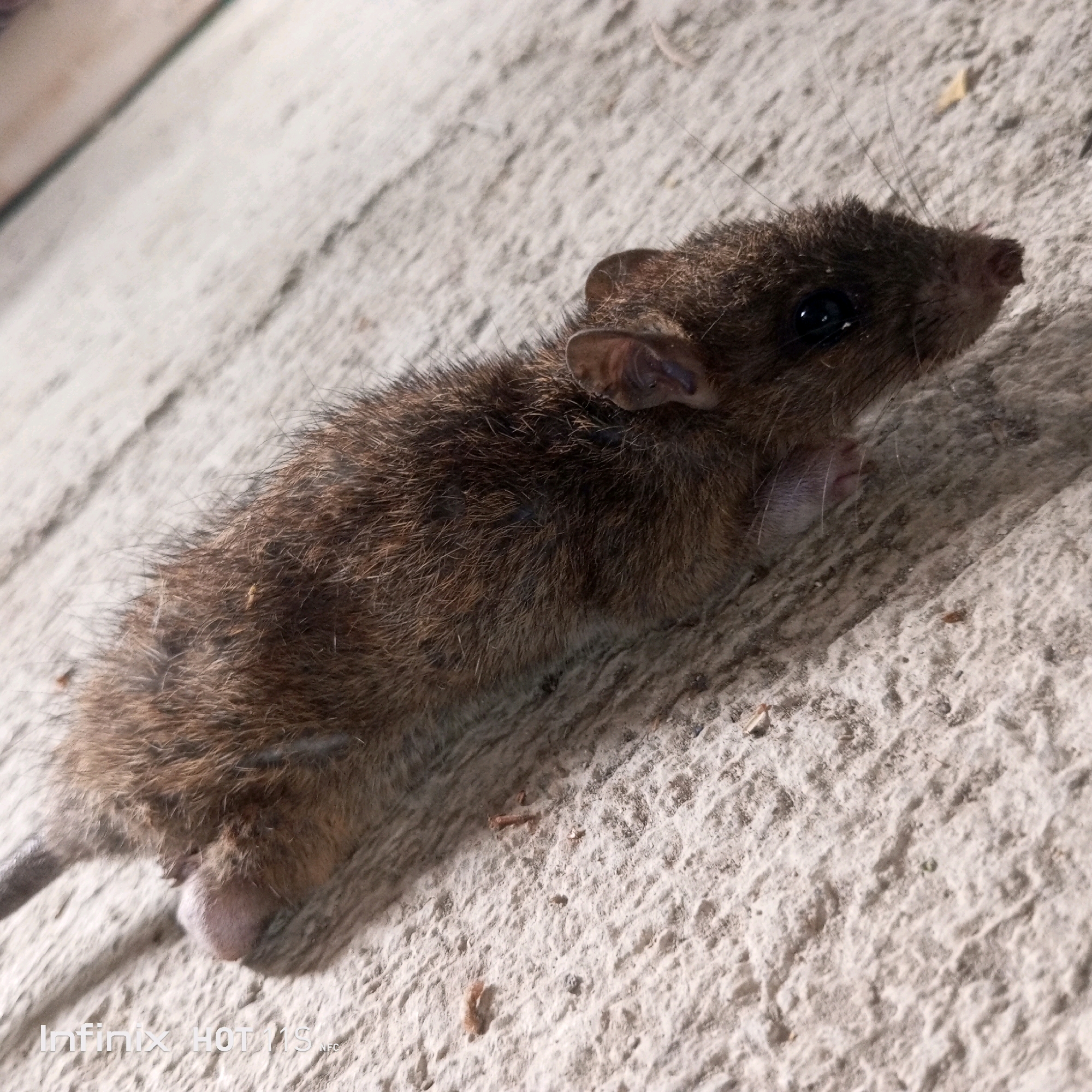 A small, brown rodent is positioned diagonally on a textured, light-colored surface that appears to be concrete. The rodent's fur is short and appears somewhat ruffled. Its eyes are dark and round, and its ears are clearly visible, protruding from the sides of its head. The rodent is facing towards the right side of the image, with its snout pointed slightly upwards. Its front paws are tucked underneath its body, and its hind legs are visible, with one hind foot extended and appearing light pink and hairless. The surface it rests on has a rough texture with visible grains and some scattered debris. The lighting suggests an outdoor environment with a shadow cast to the left of the rodent. The image also includes a partial watermark at the bottom left corner that reads "Infinix HOT 11S NFC". The scene is devoid of any human presence or interaction, and there are no other animals visible. The setting appears to be a general outdoor urban environment within Sukaslamet, Indonesia.