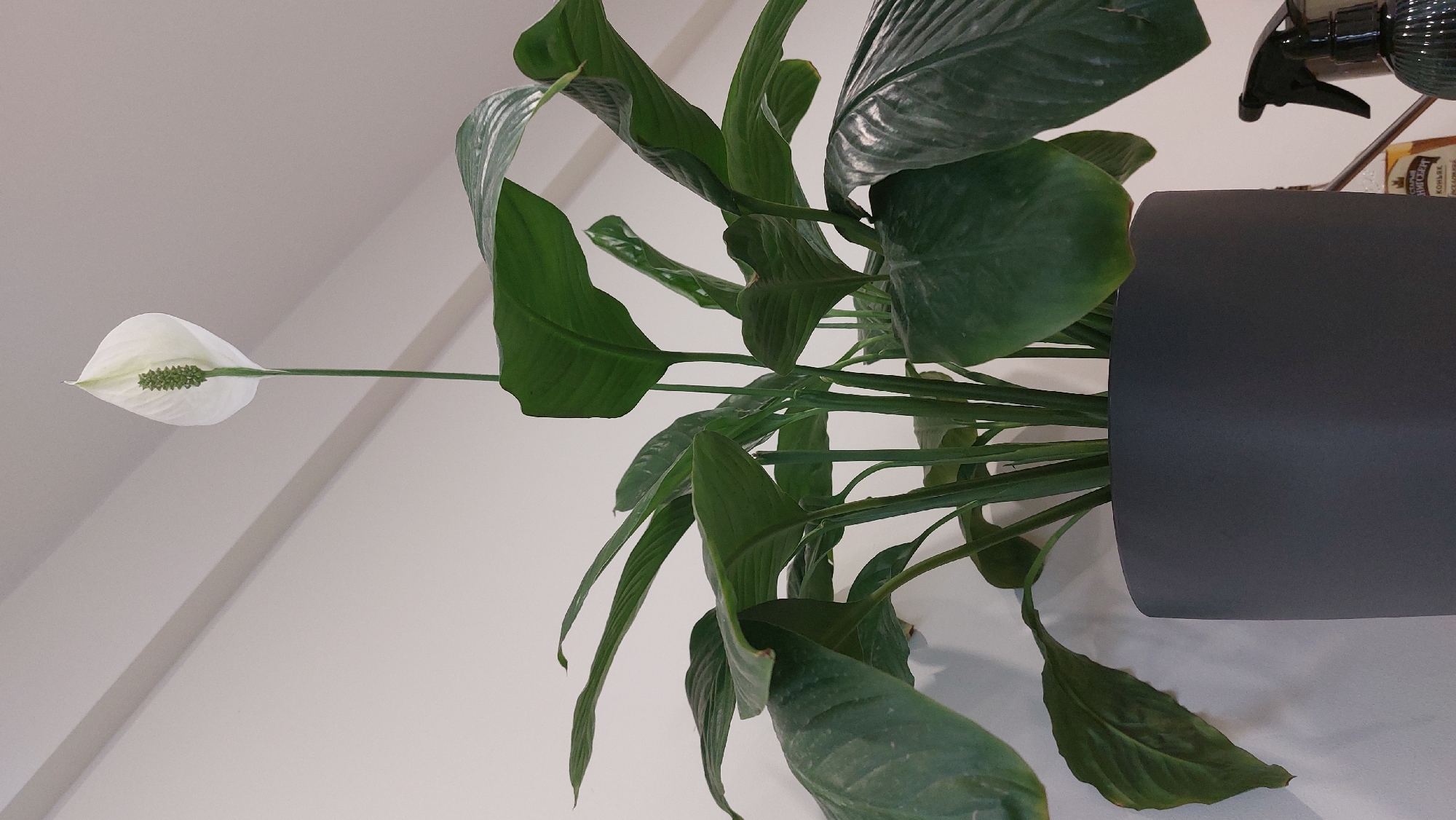 The image shows a Peace Lily plant (Spathiphyllum) with a single white flower and several green leaves, potted in a dark gray container. A spray bottle is visible in the upper right corner of the frame. The plant is situated indoors against a white wall. There is no indication of Moscow, Russia.