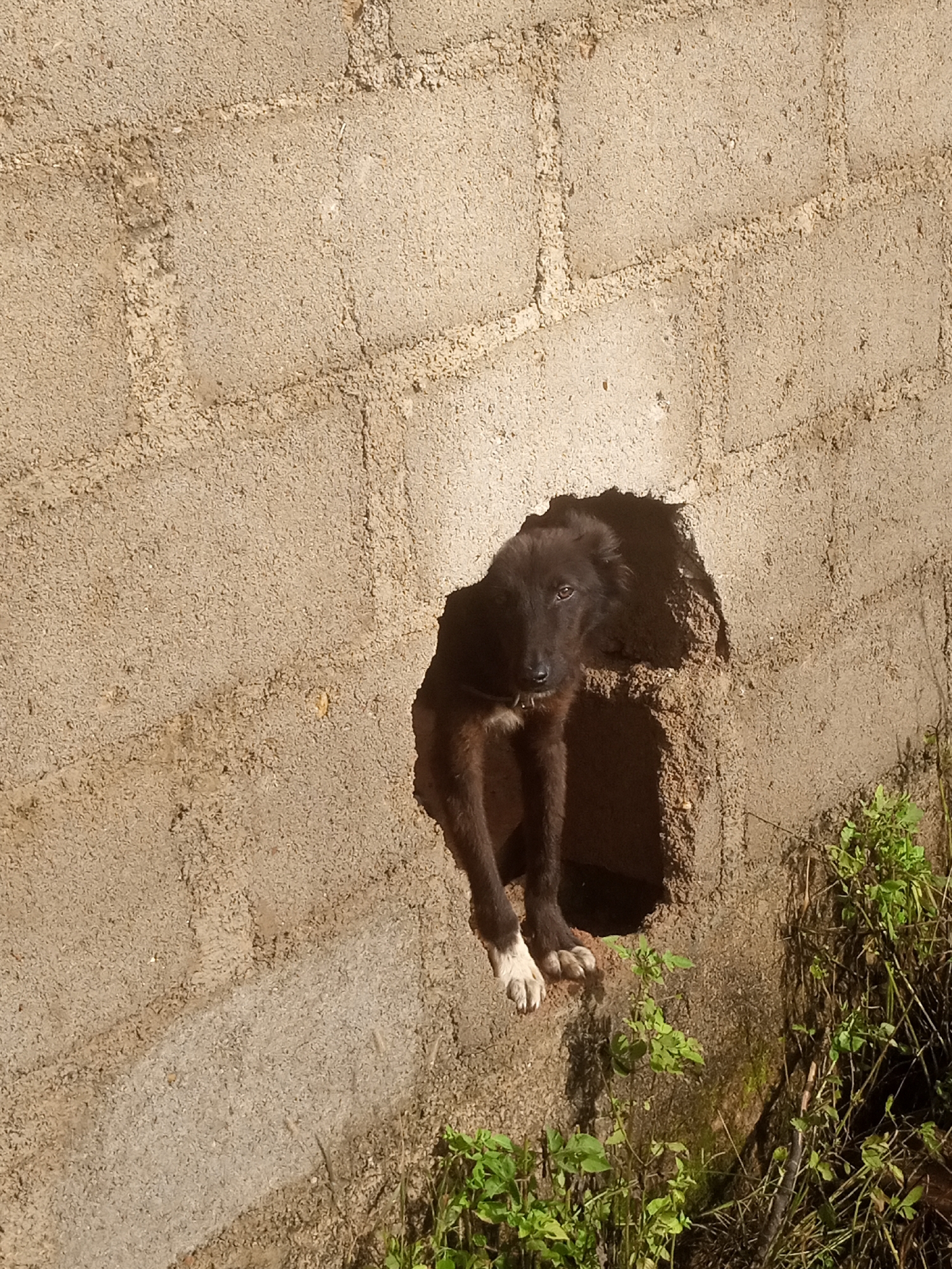 A dark-furred dog with white paws is positioned in a hole in a rough, beige, concrete block wall. The dog's head is visible, facing forward with its eyes open. Its body is partially inside the hole, with its front legs resting on the edge. The wall has a textured surface with visible block lines and mortar. To the right of the wall, there is a patch of green vegetation. The image appears to be taken outdoors in daylight, with shadows suggesting sunlight. The location is identified as Russo, Nigeria.