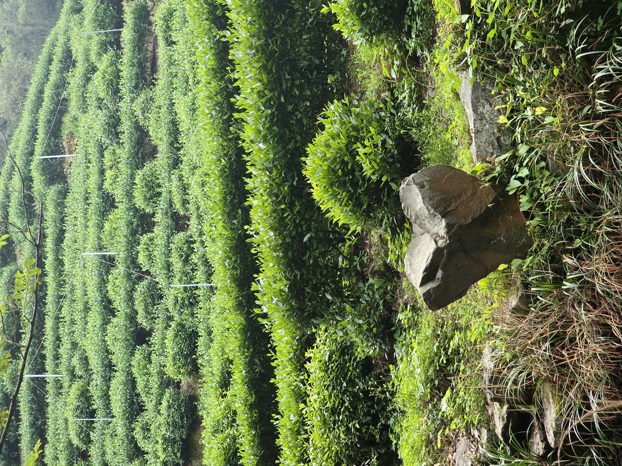 In the Xihu District of China, a lush tea plantation covers a hillside. The image captures rows of meticulously pruned tea bushes, arranged in neat terraces that ascend the slope. White poles and thin wires are interspersed among the plants, likely serving as supports or markers for cultivation. The terrain is uneven, with some rocky outcrops and a large, heart-shaped stone prominently positioned in the foreground amidst overgrown grass and smaller greenery. The overall impression is one of natural beauty and careful agricultural practice within a hilly environment.