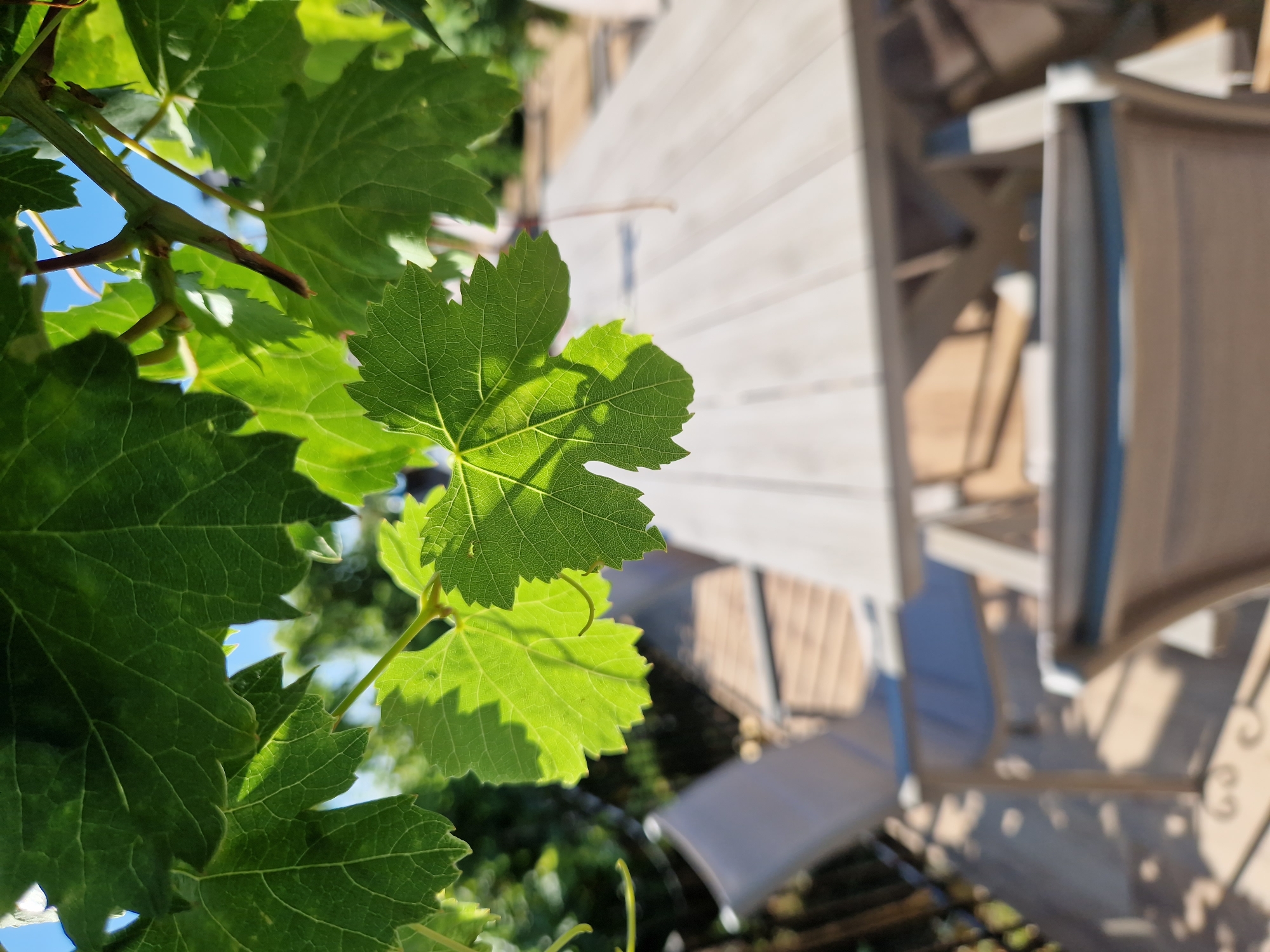 The image captures an outdoor scene on a sunny day, likely in Tankovo, Bulgaria. In the foreground, vibrant green grape leaves hang from a vine, with sunlight filtering through them, creating dappled shadows. Behind the leaves, a light-colored wooden picnic table is visible, set on a deck or patio. Two chairs are also present, one in the mid-ground and another partially visible in the foreground, both appearing to be made of a light-colored material with blue accents. The background is blurred, showing hints of greenery and a clear blue sky. The overall impression is one of a peaceful, outdoor setting, possibly a backyard or a restaurant patio.