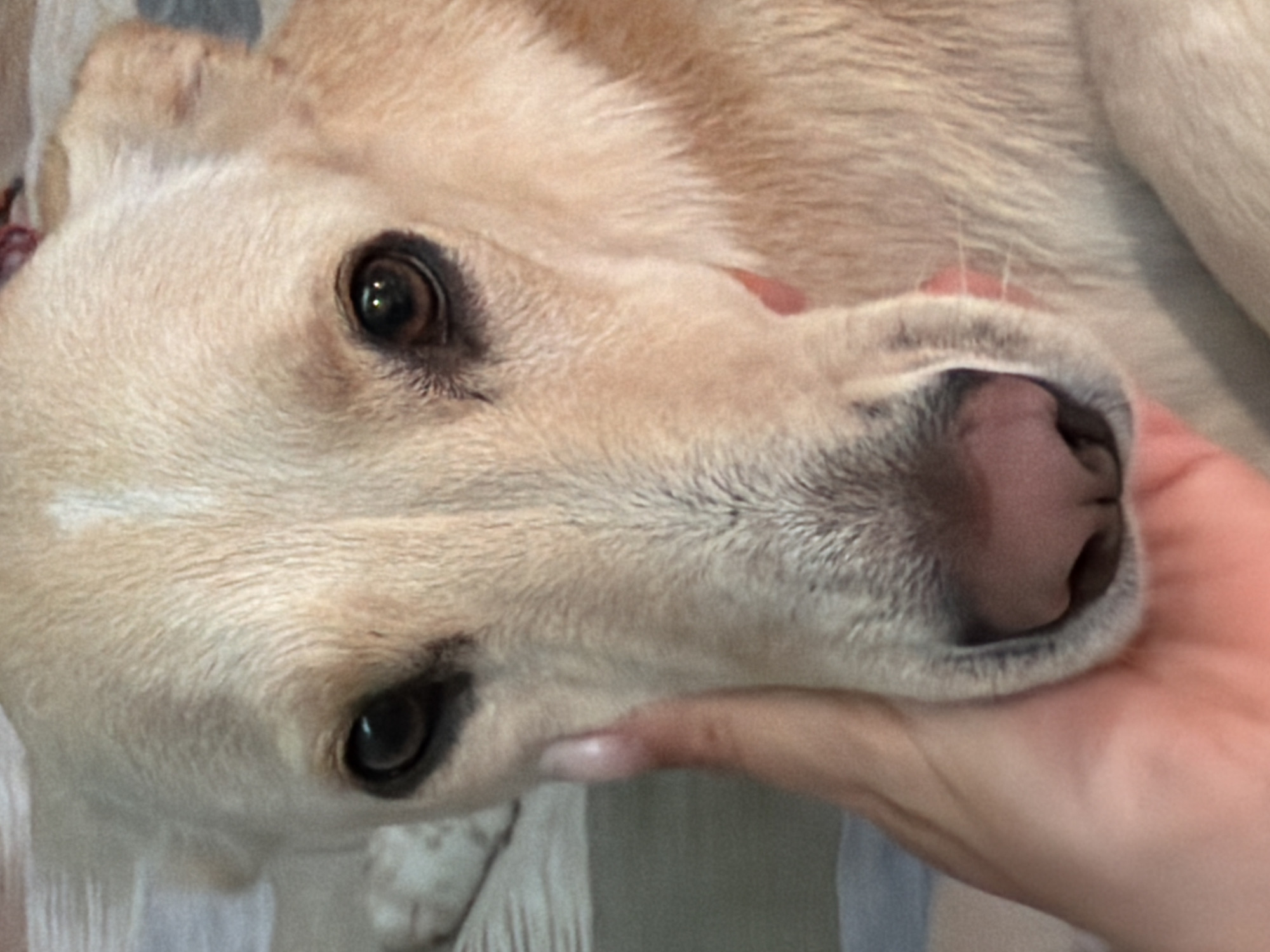 A close-up shot depicts the head of a light-furred dog, likely a Labrador or similar breed. The dog is lying down, its head tilted slightly to the left. A human hand gently cradles the dog's snout. The dog's eyes are open and focused. The fur appears soft and well-maintained. The background is blurred, suggesting a shallow depth of field. The specific location in Krasnoyarsk, Russia cannot be determined from the image.