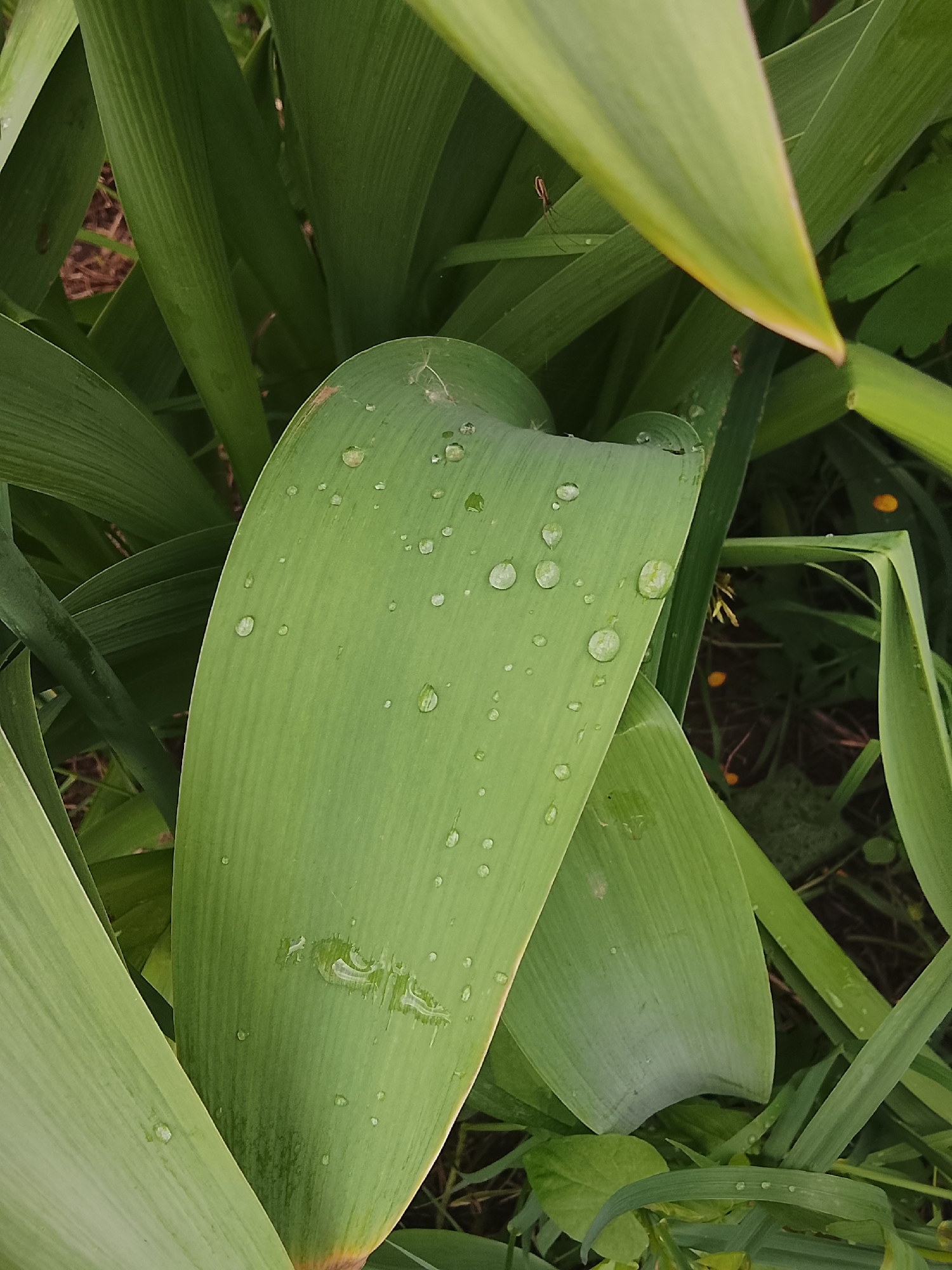 This close-up, high-angle shot captures a vibrant green plant in what appears to be a natural outdoor setting, possibly in Kuyeda, Russia. The primary subject is a large, elongated green leaf positioned centrally, covered with numerous clear water droplets of varying sizes. The droplets glisten, indicating recent rain or heavy dew.
The leaf itself exhibits prominent parallel venation running along its length. Its surface is smooth, and the water beads on it suggest a waxy or hydrophobic quality. Surrounding this central leaf are other similar green leaves, creating a dense background of foliage. Some leaves are in sharp focus, while others recede into a slightly blurred background, adding depth to the image.
In the gaps between the leaves, hints of darker earth or dried plant matter can be seen, along with occasional small, indistinct yellowish or orange specks, which might be tiny flowers or berries. No human subjects or man-made objects are visible. The lighting appears to be natural daylight, without strong shadows, contributing to a soft, fresh aesthetic. There is no visible text. The overall impression is one of natural beauty and freshness after precipitation.