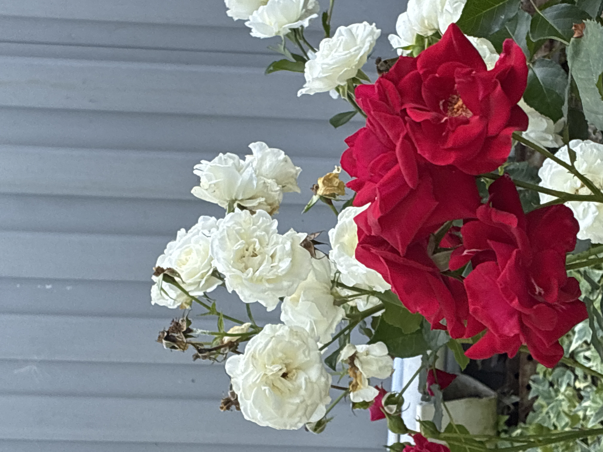 In Surami, Georgia, a close-up shot captures a vibrant bouquet of roses, with a clear distinction between the deep red blooms in the foreground and the delicate white roses in the background. The red roses are in sharp focus, their velvety petals unfurling in a rich, saturated hue. Behind them, the white roses offer a softer contrast, some appearing fully bloomed while others are in bud. A grey, ribbed fence forms the backdrop, its vertical lines subtly emphasizing the organic curves of the flowers. Green foliage and hints of dried, brown rose remnants are interspersed throughout the scene, adding depth and texture. The overall impression is one of natural beauty thriving against an urban structure.