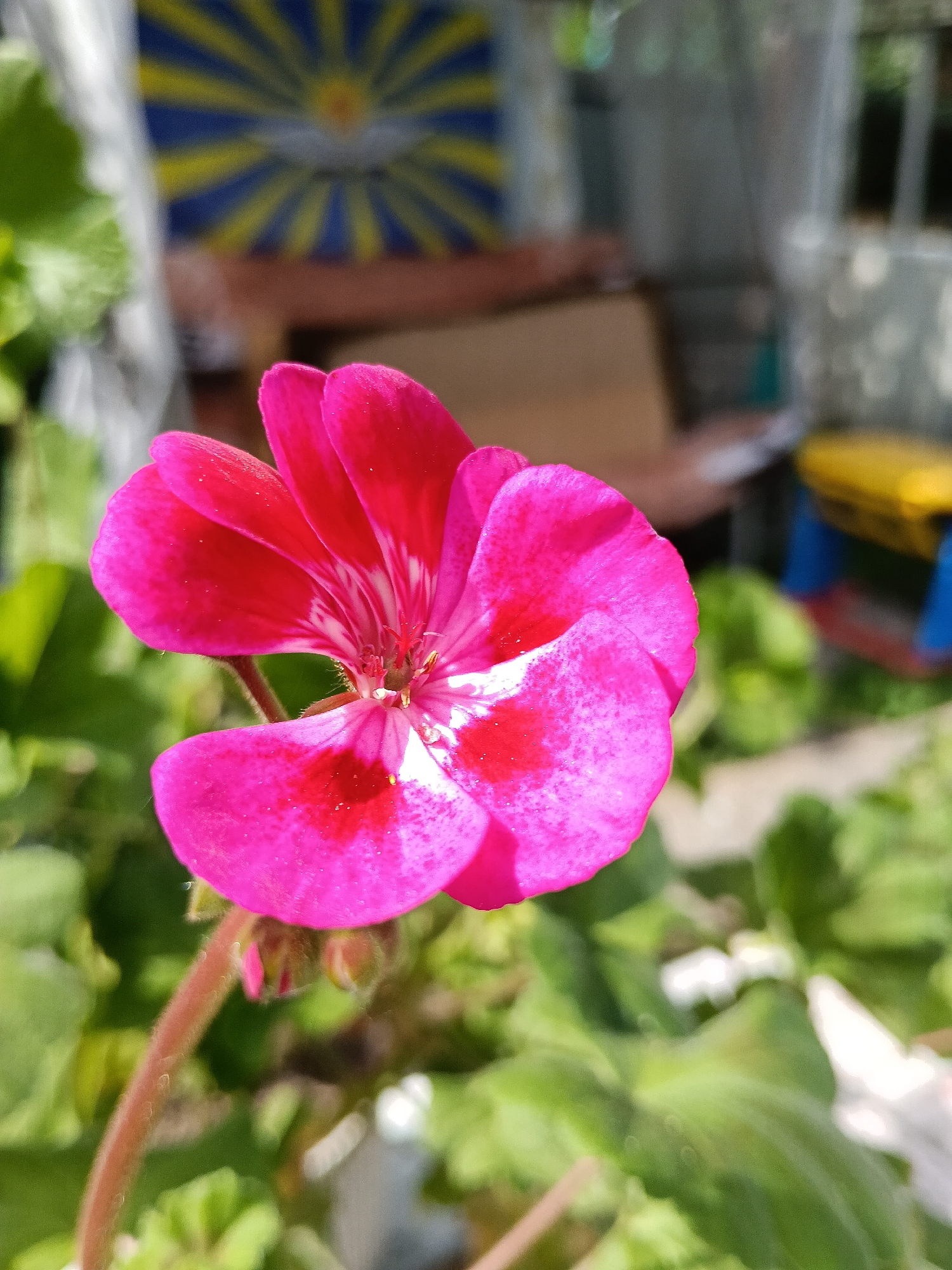 A close-up shot captures a vibrant pink geranium flower with subtle variations in shade and small white markings on the petals. The flower is the main subject, prominently displayed against a blurred background of green foliage and indistinct shapes. The background includes hints of objects, like a multi-colored structure, which adds depth. The scene appears to be outdoors during the day. Location information is not identifiable.