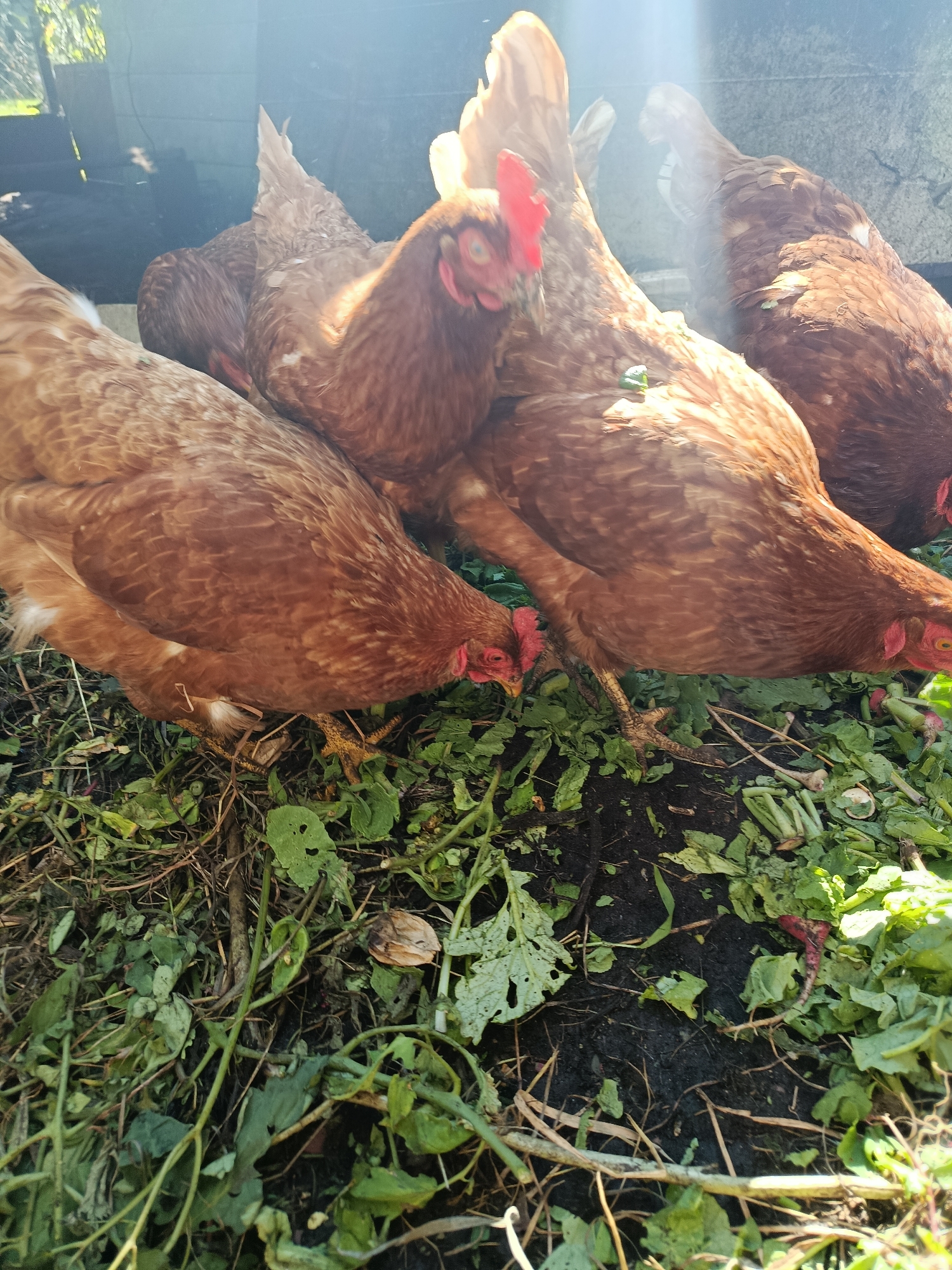 The image depicts a group of rust-colored chickens foraging for food in a pile of green organic matter. The chickens, characterized by their brown feathers and red combs, are actively pecking at the ground. The environment appears to be an outdoor setting, possibly a farm or backyard, with some debris and vegetation visible. Sunlight streams in from the upper left, creating bright highlights and shadows on the scene. There are no visible humans or any identifiable landmarks of the city of Верея, Russia.