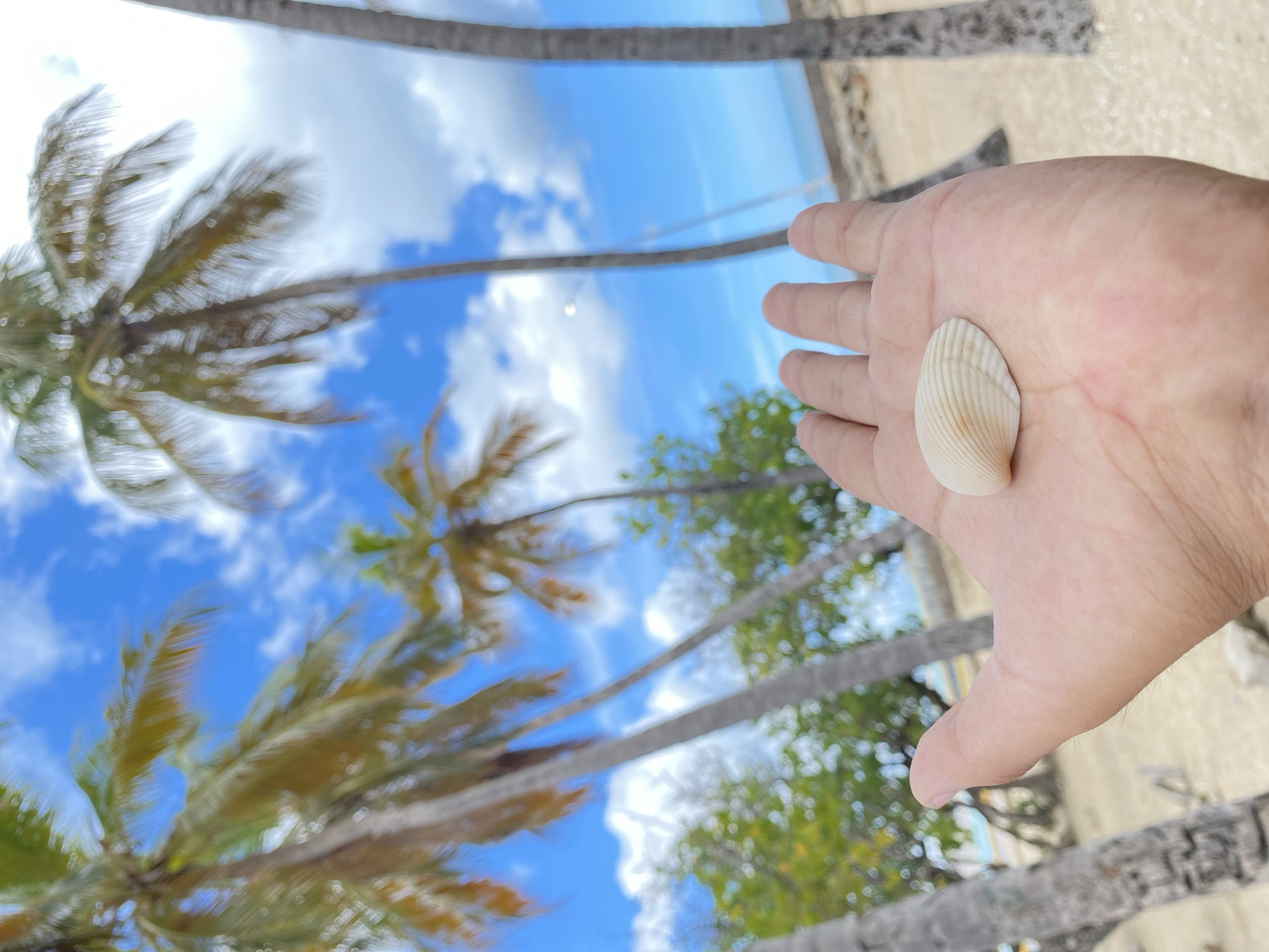 A hand holds a seashell against a backdrop of a tropical scene with palm trees, a blue sky with scattered white clouds, and a glimpse of the ocean. The image appears to be taken in Juan Griego, Venezuela, given the tropical environment and common association with such imagery. The focus is sharpest on the hand and seashell, while the background is slightly blurred, suggesting a shallow depth of field. The composition highlights the contrast between the natural textures of the seashell and the surrounding landscape.