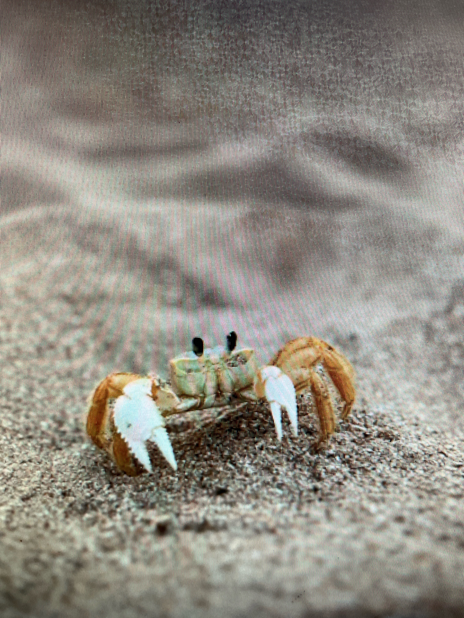 A close-up, head-on shot shows a small, light-colored crab with prominent black eyes on a sandy surface. The crab has two large, white claws extended forward, and its body appears to be a pale green or yellow. The sandy environment is textured with small pebbles and grains, with a blurred background that suggests more sand or a shallow body of water. The lighting highlights the texture of the sand and the details of the crab's claws and eyes. The image does not contain any information about the city of Sejahtera, Indonesia.
