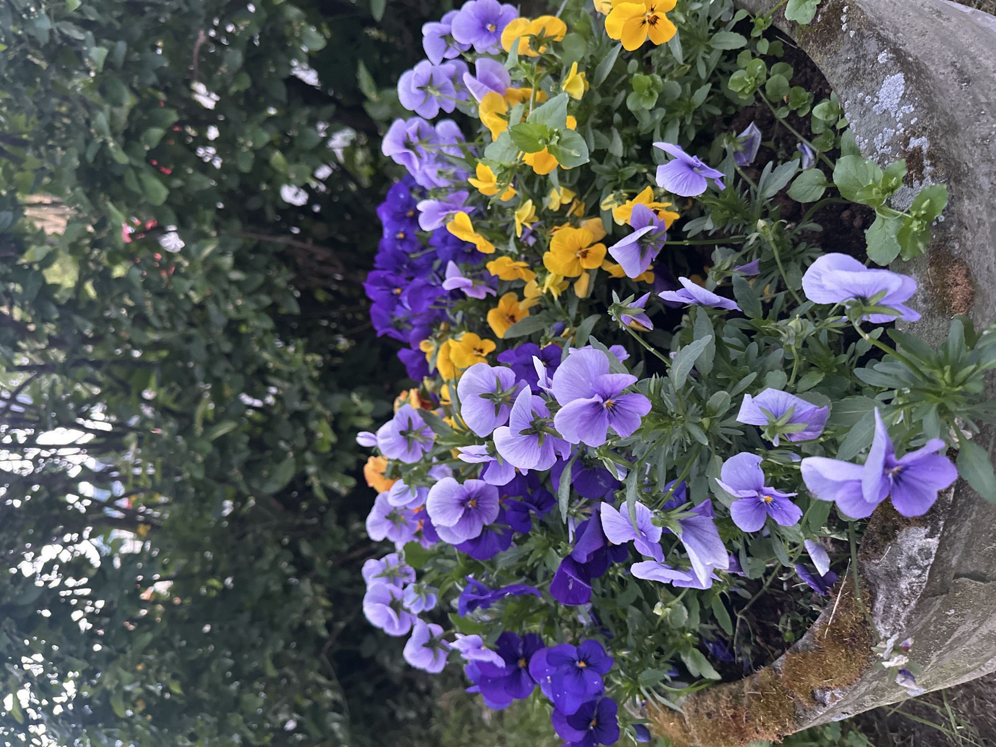 The image depicts an outdoor scene located in Viimsi, Estonia, showcasing a substantial planter filled with colorful pansies. The planter, occupying the lower portion of the frame, is a weathered concrete or stone structure, circular or oval in shape. Its visible rim and exterior surfaces are covered with patches of brown-green moss and white-grey lichen. The visible soil inside the planter is dark brown.
The primary subjects are numerous pansy flowers densely arranged within the planter. These flowers exhibit a range of colors, predominantly various shades of purple, from light lavender to deep violet, and bright yellow. Some blooms display a combination of these colors. The foliage supporting the flowers is green and leafy.
The background consists of out-of-focus green foliage, characteristic of bushes or trees in a garden or natural outdoor setting. No specific structures, human figures, or animals are discernible. The lighting is soft and appears to be natural daylight, without harsh shadows, suggesting diffused light conditions.