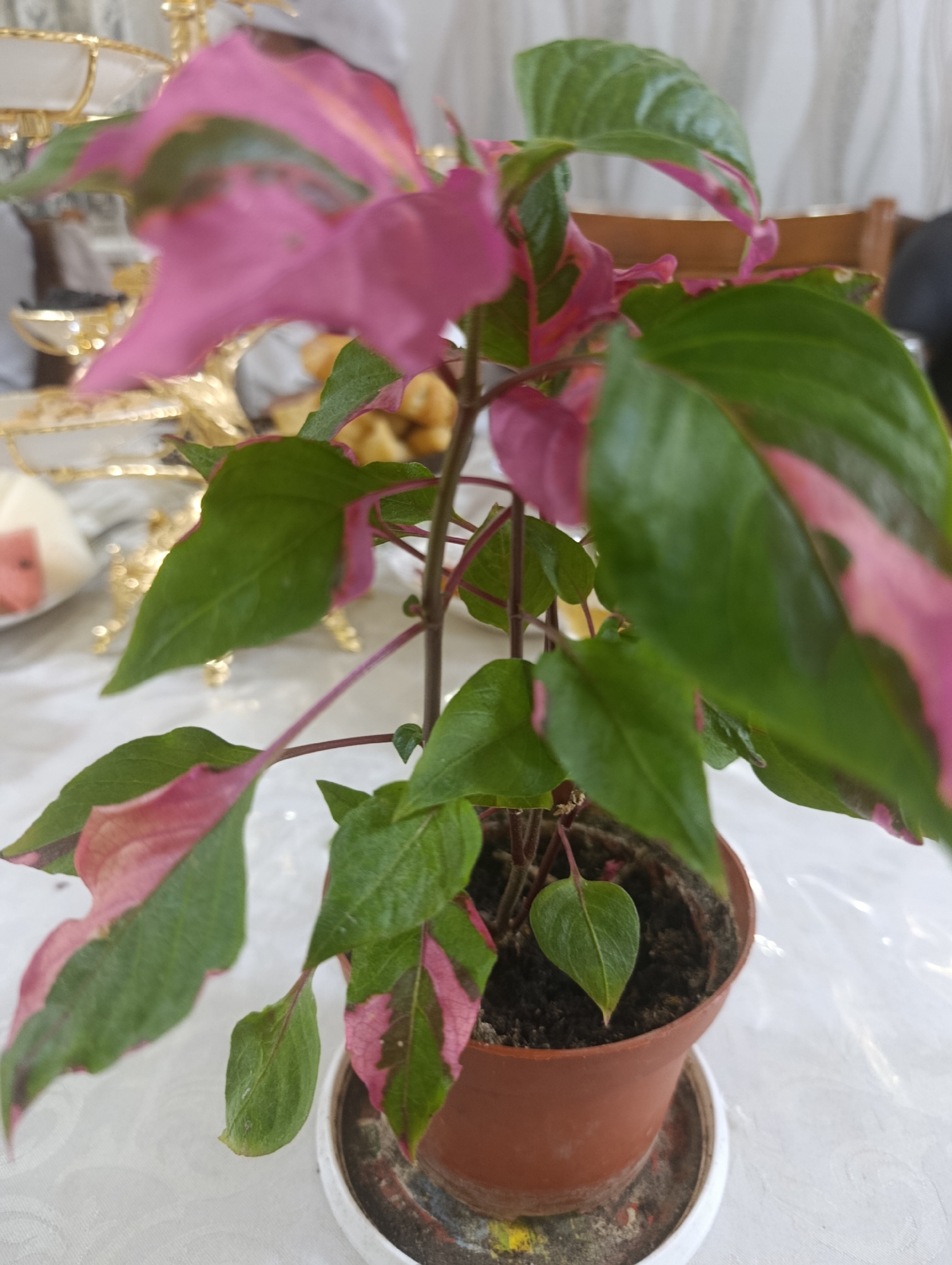 The image shows a close-up of a potted plant with green and pink variegated leaves. The plant is in a brown plastic pot, which is placed on a white saucer. The background is blurred but appears to be an indoor setting with a white tablecloth and hints of gold decorative items. The scene is likely within a home in Kochkor, Kyrgyzstan, given the provided context.
