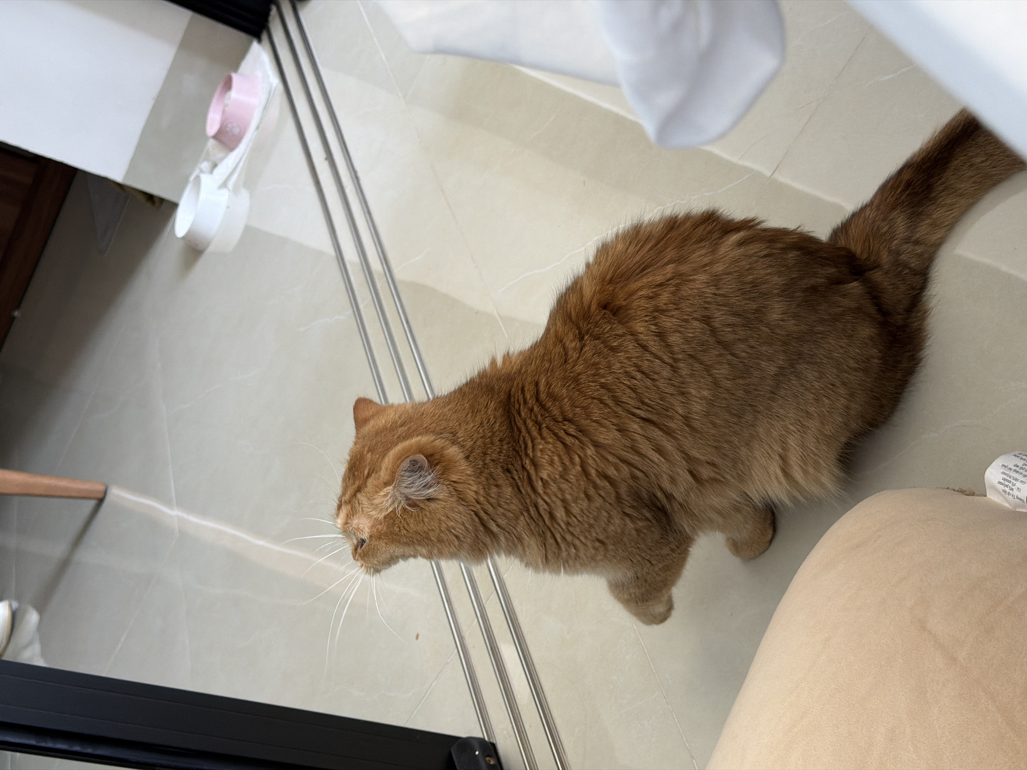 An orange tabby cat with long whiskers is positioned on a light-colored tiled floor, looking upwards and to the left. The cat is sitting with its front paws extended forward, in what appears to be a playful or curious stance. In the background, there are two pet bowls, one white and one pink, placed on a white mat. A black metal object, possibly part of a frame or stand, is visible to the left of the cat. Further in the background, there are hints of furniture, including a wooden chair leg, and a white object that might be bedding or fabric. The overall setting suggests an indoor environment, likely a home. The image does not contain any identifiable landmarks or elements that would specifically place it in Đà Nẵng, Vietnam.