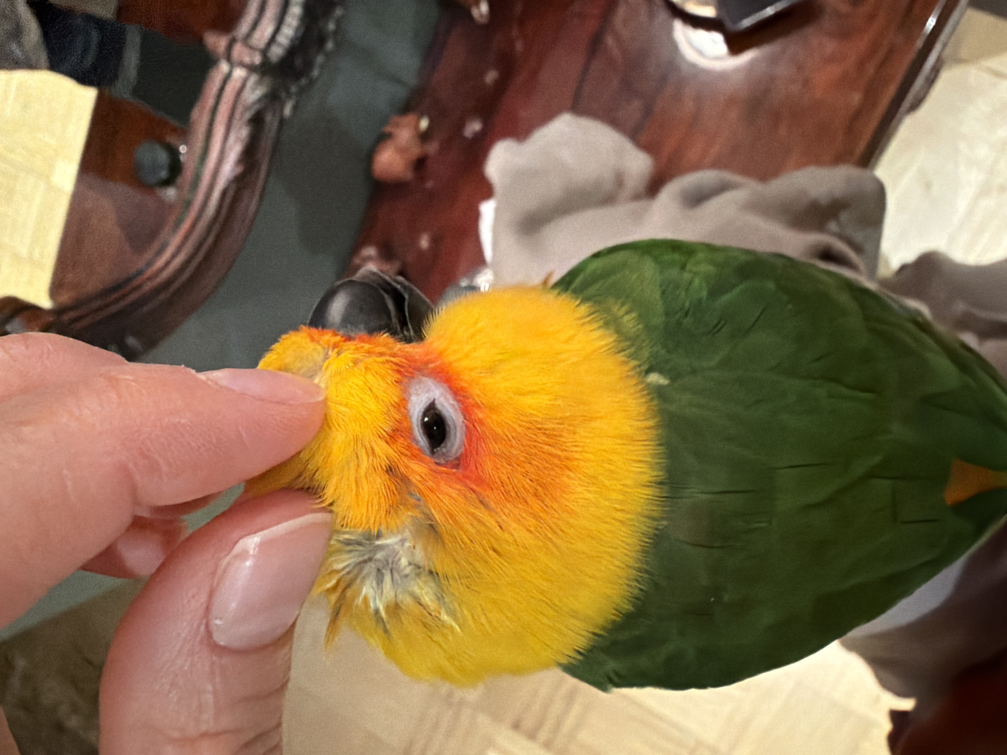 The image presents a close-up view of a vibrant parrot interacting with a human hand in an indoor setting. The bird, likely a Caique, features a bright yellow head and chest that transitions to a vivid green on its back and wings. It has a small black beak and a dark eye encircled by a reddish-white ring. A human hand, comprising the index finger and thumb, is gently touching the bird's head near its beak, suggesting an act of petting or scratching. The hand has a fair skin tone, and the fingernails are neatly manicured with a light-colored polish.
The activity portrays a tender moment of companionship between the person and the bird, which appears calm and comfortable, with its feathers slightly ruffled around the beak.
In the background, out of focus, is dark, polished wooden furniture, possibly a table or cabinet, characterized by intricate carvings. A light-colored, soft fabric is also visible behind the bird. The lighting is consistent with an indoor environment, but does not provide clues about the specific time of day. There is no visible text in the image. The scene conveys affection and a gentle interaction between the owner and the pet. No specific visual cues within the image indicate its location as Khimki, Russia.