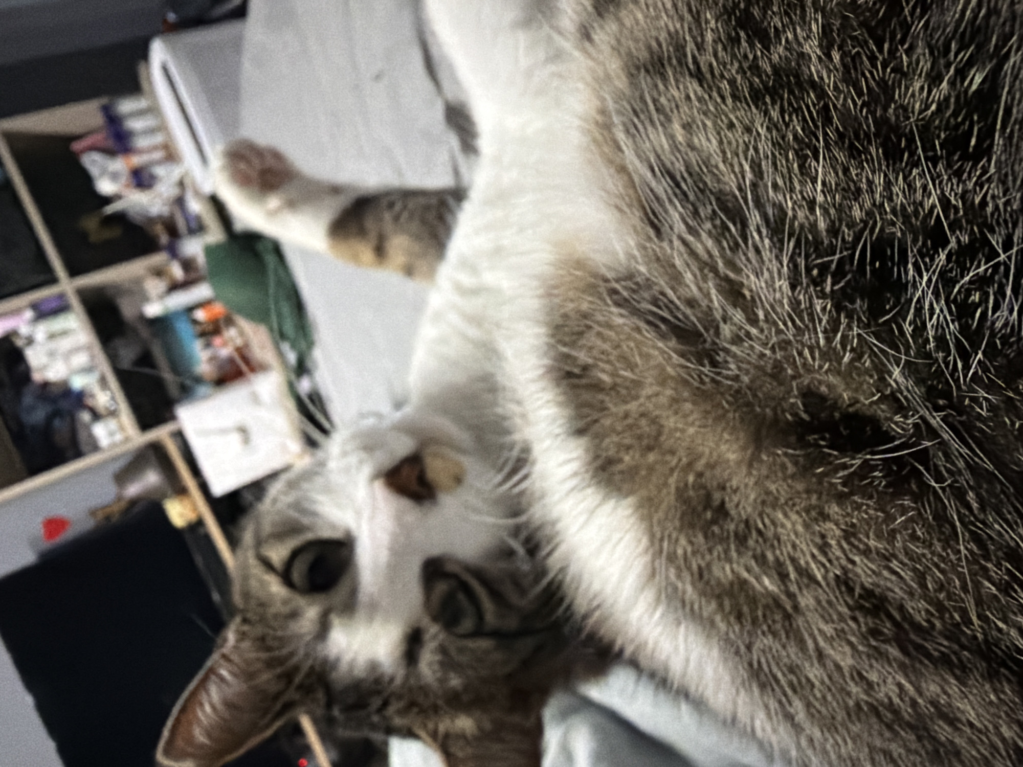A tabby and white cat is lying on its back on a bed, looking towards the camera. The cat's front paws are visible, and its hind legs are slightly raised. The background shows a shelf with various items, including bottles and a white object that appears to be a toaster. The scene is indoors, in what appears to be a bedroom or living area. There is no information provided about the location being in Burgas, Bulgaria.