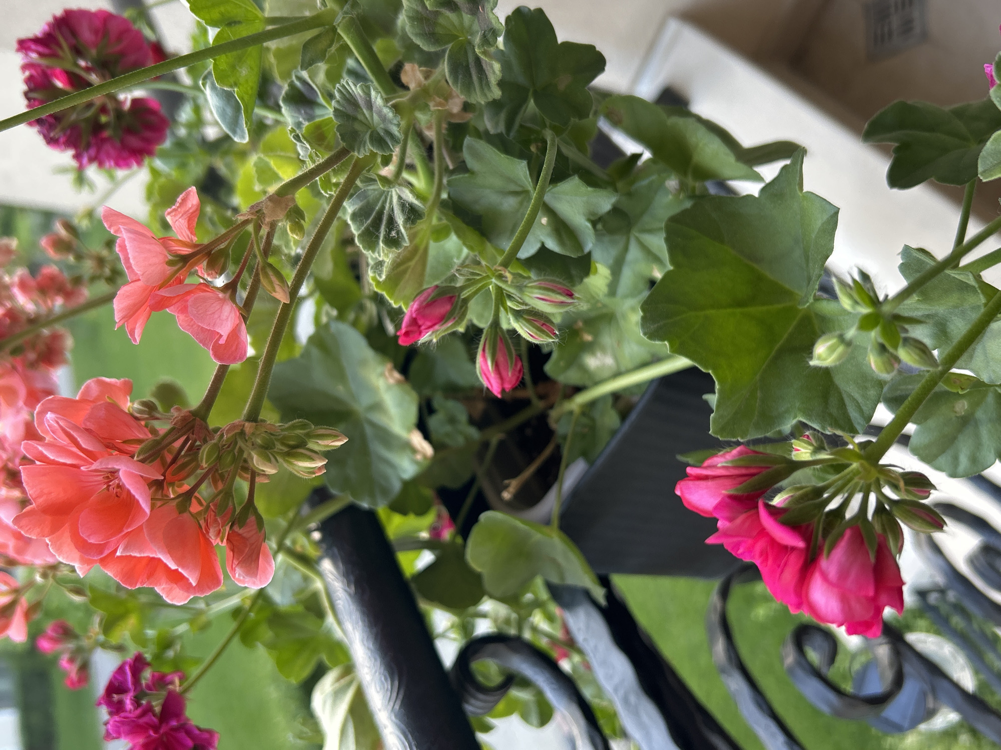 This image captures a vibrant, close-up view of flowering plants, primarily geraniums, in an outdoor setting, likely a balcony or porch in Plovdiv, Bulgaria. The perspective is an overhead shot looking down into the lush foliage and blooms.
The main subjects are several clusters of geranium flowers and their green leaves. The flowers display a beautiful gradient of pinks: soft coral pink blooms are prominent in the left and central foreground, characterized by delicate, layered petals. To the right and in the background, deeper magenta pink flowers are visible, some in full bloom and others as tightly closed, bright pink buds. Numerous smaller buds, still green and pink, are scattered throughout the plant, indicating ongoing growth and bloom.
The leaves are a rich green, some with slightly textured or velvety surfaces typical of geraniums. The plants appear to be growing in dark containers, partially hidden by the dense foliage.
A distinctive black, ornate metal railing is visible in the lower part of the image, framing some of the flowers and leaves, further suggesting a balcony or similar outdoor structure. The background consists of blurred green, likely distant grass or vegetation, and indistinct lighter areas, indicating an open outdoor environment.
The lighting is bright and natural, suggesting a clear, sunny daytime. There is no visible text in the image. The overall impression is one of thriving, colorful flora under pleasant weather conditions.