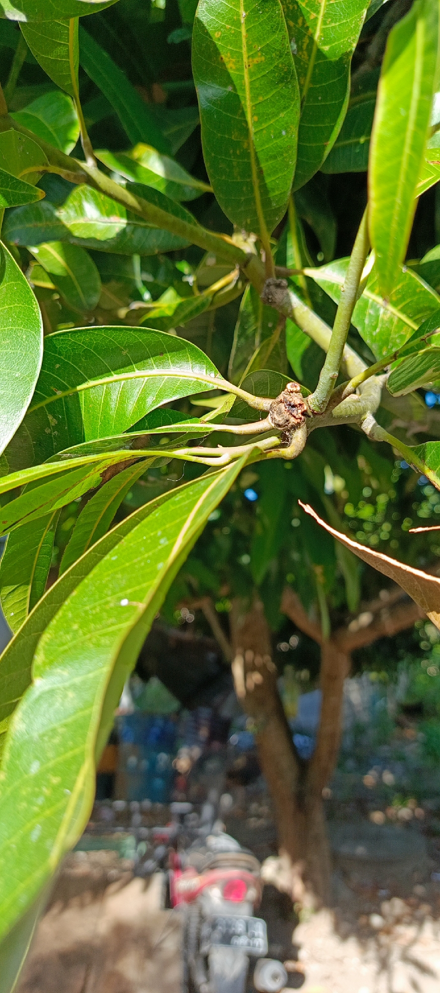 A close-up, vertical shot focuses on the green leaves and branches of a mango tree in Pashiebeutong, Indonesia. Sunlight dapples the foliage, highlighting the veins and texture of the leaves. A small, brown growth, possibly a knot or gall, is visible on one of the branches, surrounded by delicate spiderwebs. In the blurred background, a portion of a red and black motorcycle is partially visible, along with the trunk of another tree and scattered debris. The overall impression is one of lush greenery with a hint of the surrounding environment peeking through.