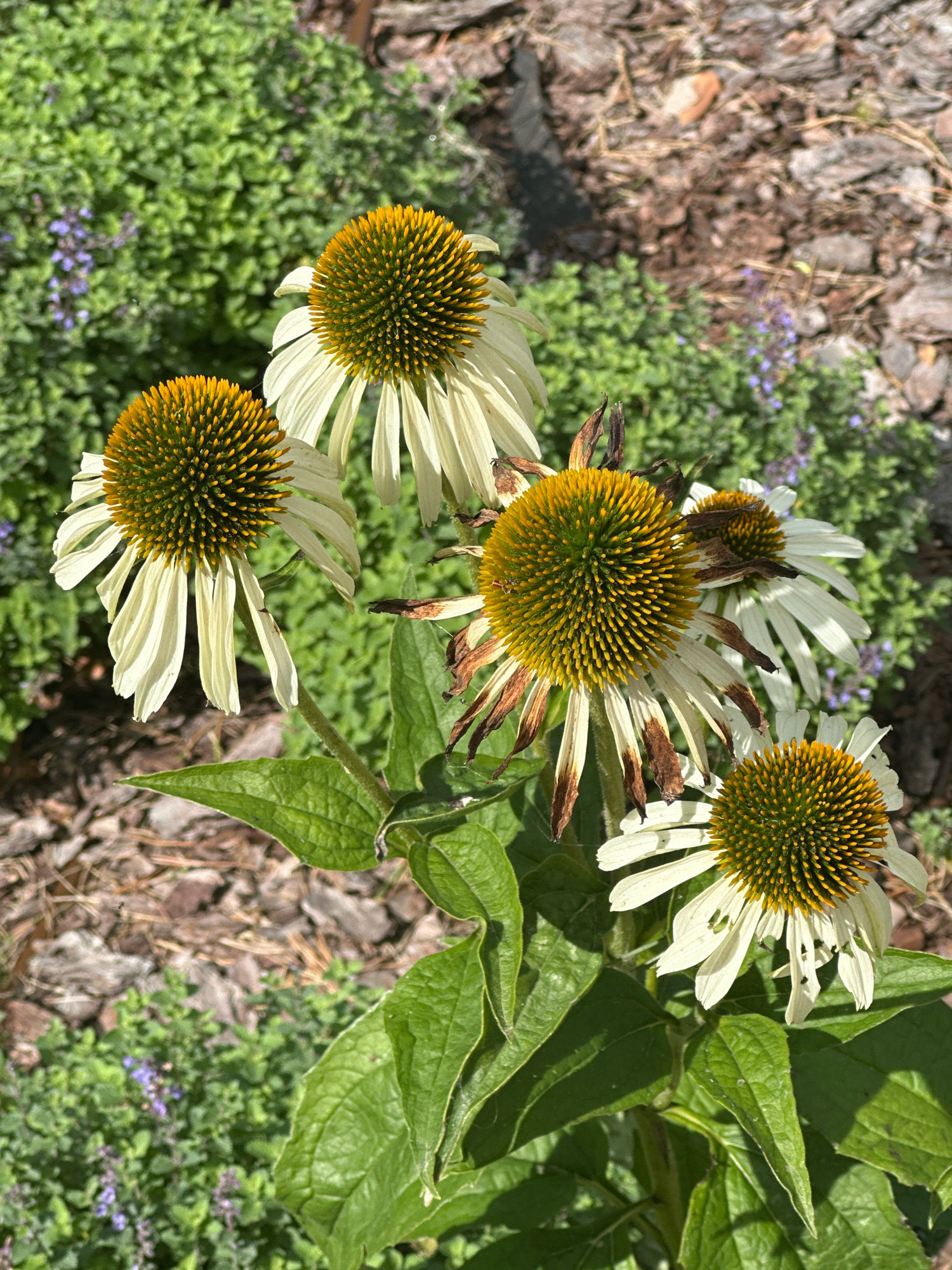 The image shows a close-up view of several white coneflowers with yellow-green centers in a garden setting. Some of the petals are slightly dried and brown at the edges. The flowers are in focus, with a blurred background of green foliage, small purple flowers, and wood chips. The lighting suggests it is daytime with sunlight casting shadows. The location is identified as Мядзельскі сельскі Савет, Belarus.