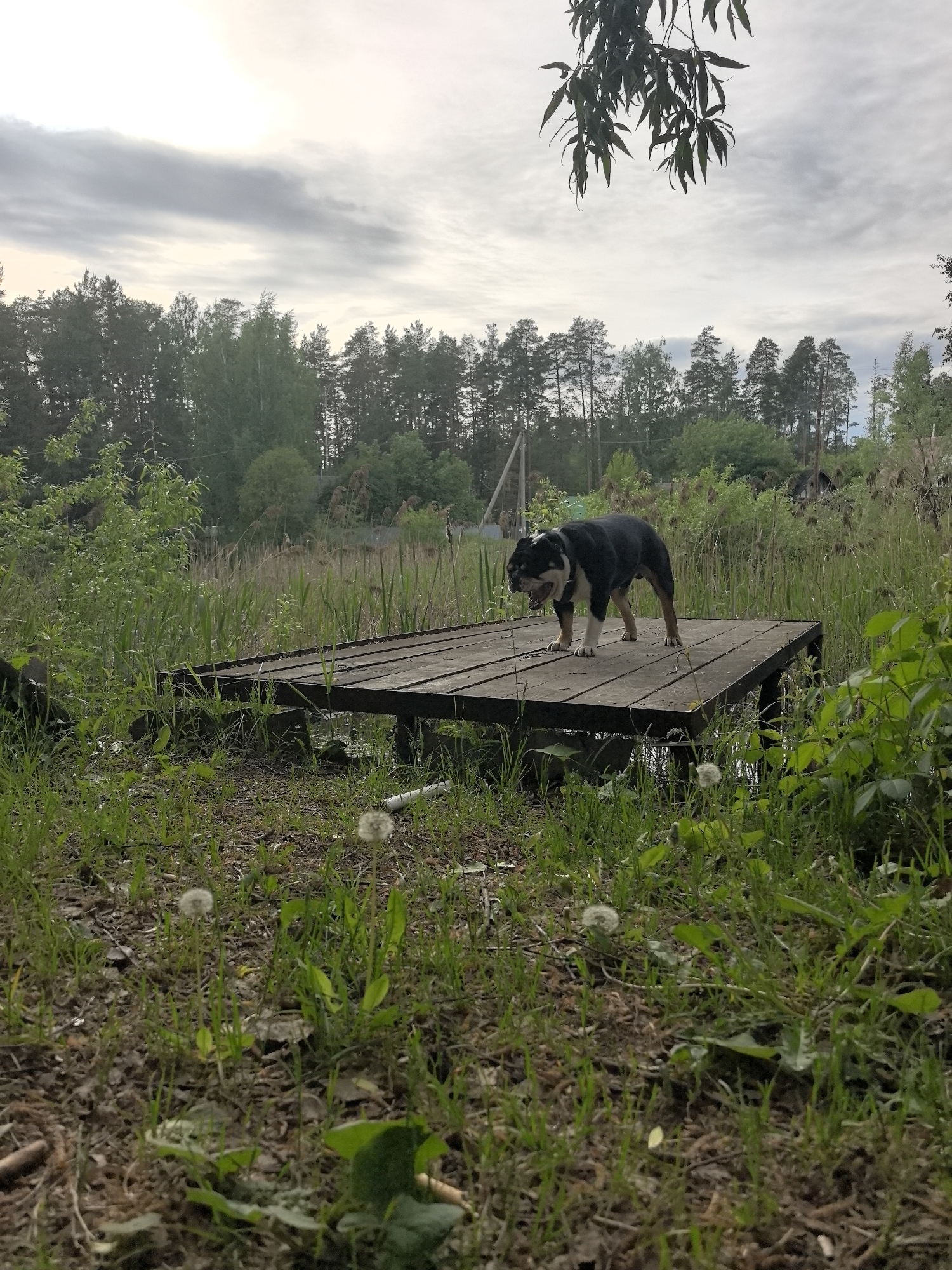 A medium-sized, black and white dog stands on a wooden platform surrounded by tall grasses and dandelions. The platform is slightly elevated above the ground. In the background, a dense forest stretches across the horizon under a cloudy sky with a break in the clouds. The location is a natural area, likely near a body of water. The city is Noviy, Russia.