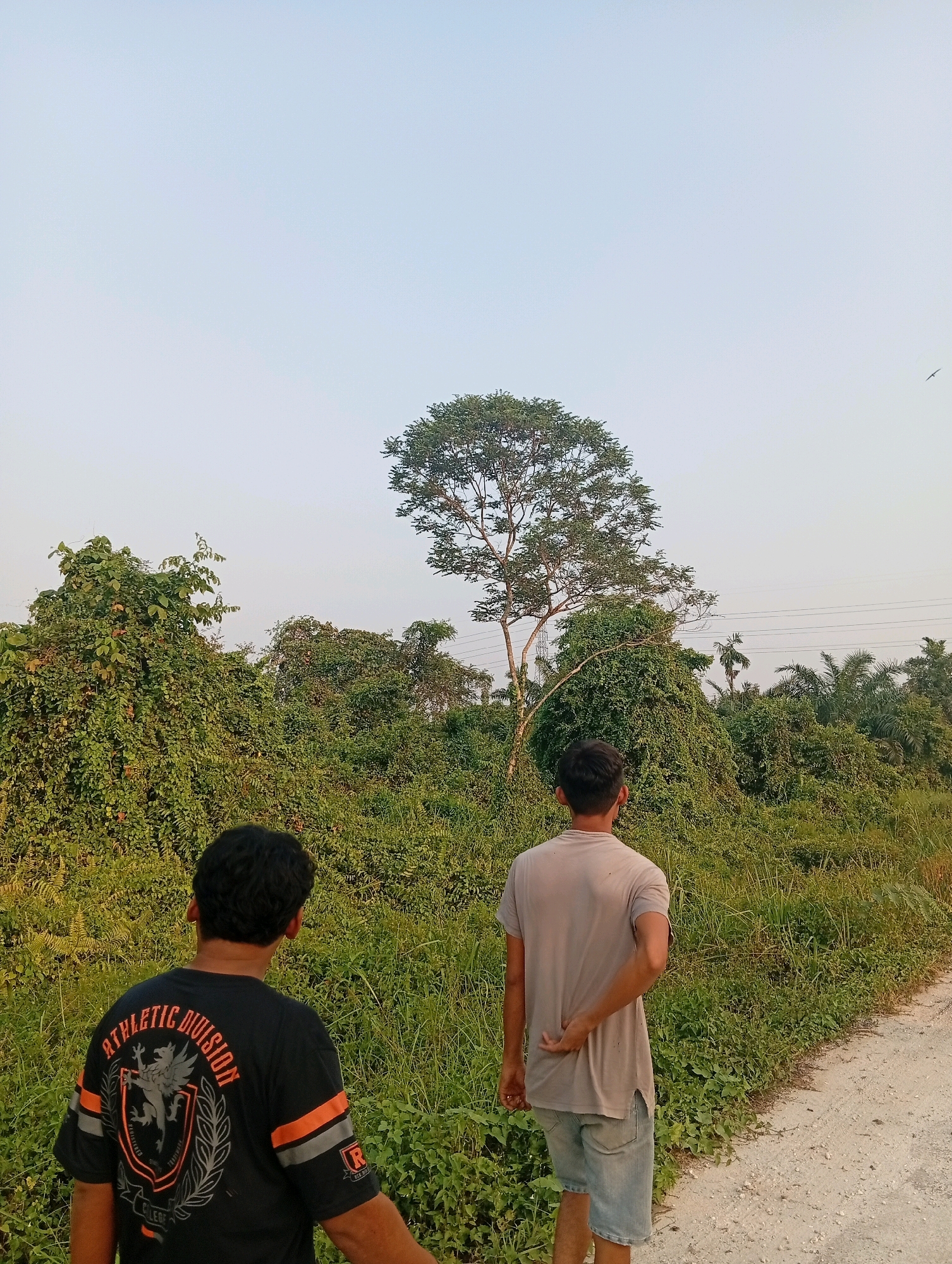 The image depicts two individuals standing on a dirt path, facing away from the camera, in a natural environment that appears to be the outskirts of Teluk Kenidai, Indonesia. The sky is a pale, hazy blue, suggesting it might be late afternoon or early morning.
The foreground features the backs of two men. The man on the left is wearing a black t-shirt with a graphic design on the back, including text that reads "ATHLETIC DIVISION". The man on the right is wearing a light-colored t-shirt and denim shorts. Both men are looking towards a dense area of vegetation.
The environment is characterized by overgrown green foliage, including trees, bushes, and tall grass. A prominent, tall tree with a distinct shape stands in the middle ground, with power lines visible in the distance behind it. The dirt path they are standing on curves to the right, leading into the background. The overall impression is one of a rural or semi-rural landscape.