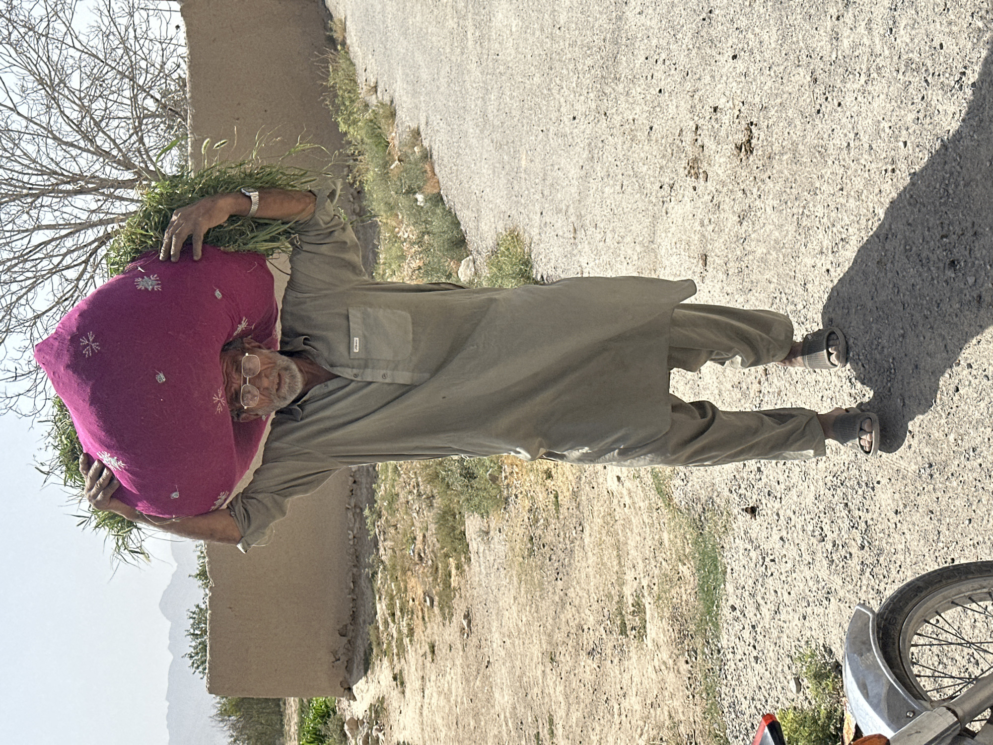 An elderly man wearing a light brown shalwar kameez and glasses carries a large, fuchsia-colored bundle of fodder, possibly grass, on his head. He is walking on a dirt path in what appears to be a rural or semi-rural area. Behind him, a rough, tan-colored wall is visible, with sparse vegetation and trees. In the foreground, the front wheel and fender of a motorcycle are partially visible. The overall environment suggests a dry, sunny climate. The image does not provide specific clues to pinpoint the exact location within Quetta City Tehsil, Pakistan, beyond it being an outdoor scene consistent with the region.