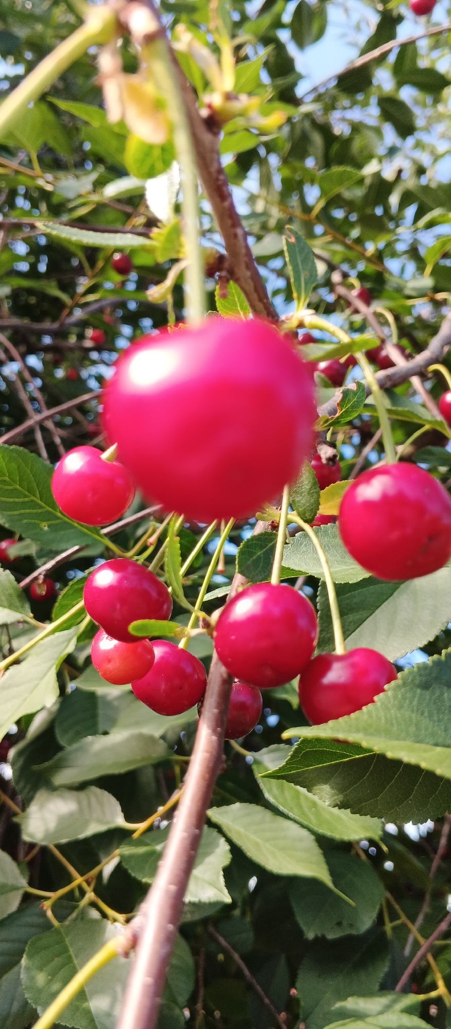 In Smila, Ukraine, this image captures a close-up view of a cherry tree branch laden with ripe, red cherries. The focus is on a cluster of cherries, with one prominently displayed in the foreground, slightly out of focus. The background reveals more cherries and the lush green foliage of the tree, with hints of a clear blue sky. The scene is bathed in natural sunlight, highlighting the vibrant colors of the fruit and leaves. The cherry tree appears to be situated outdoors, likely in a garden or orchard setting within the city.