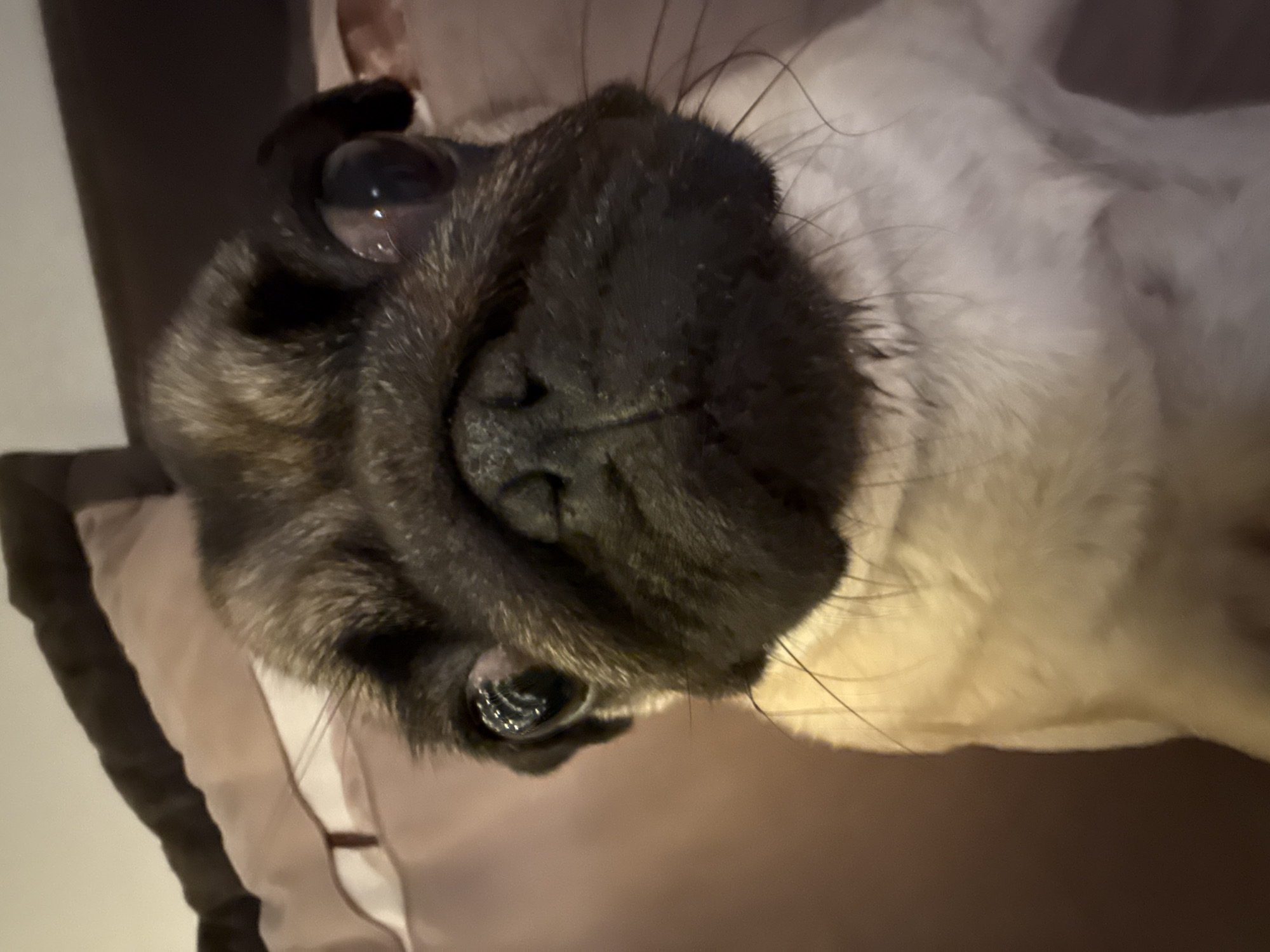 A close-up, low-angle, eye-level shot features a pug dog's face filling the frame against a softly blurred background of brown and beige upholstery. The pug, facing forward, has large, dark, expressive eyes with a reflective sheen. Its snout is dark and wrinkled, with visible whiskers extending outwards. The dog's fur is a fawn color on its chest and neck, contrasting with the darker fur on its head and ears. The lighting appears to be indoor and warm. The image is focused on the dog's face, with the background providing context of an indoor setting, possibly a couch or bed. No other subjects or actions are depicted.
