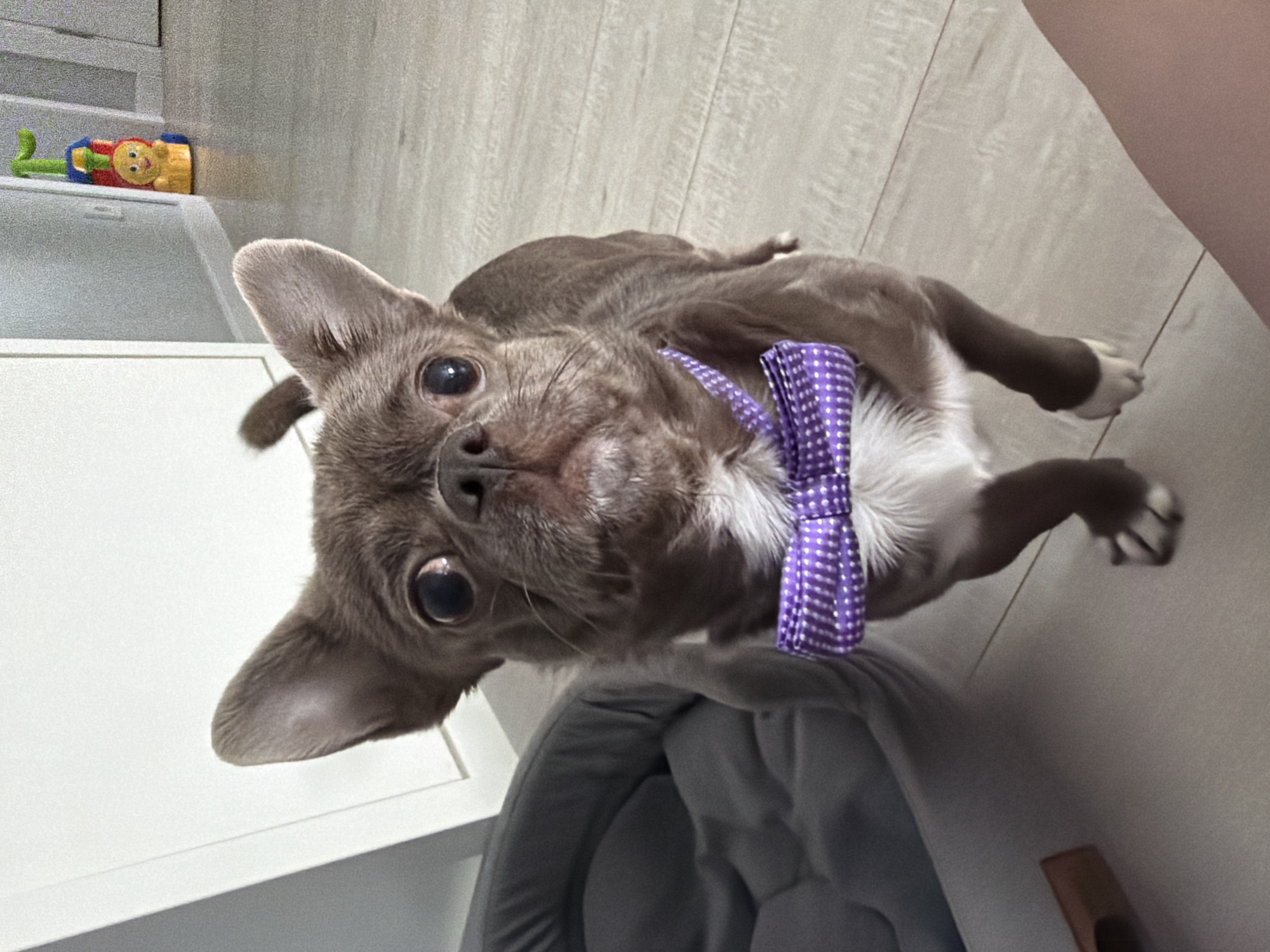 A gray-brown Chihuahua wearing a purple and white polka dot bow tie lies in a gray dog bed in a room with light-colored wooden floors. The dog is positioned with its head towards the viewer, looking upwards. In the background, there is a white cabinet with a colorful toy on top. The scene is set indoors, likely in a home. The location in the city of Votkinsk, Russia is not evident from the image.