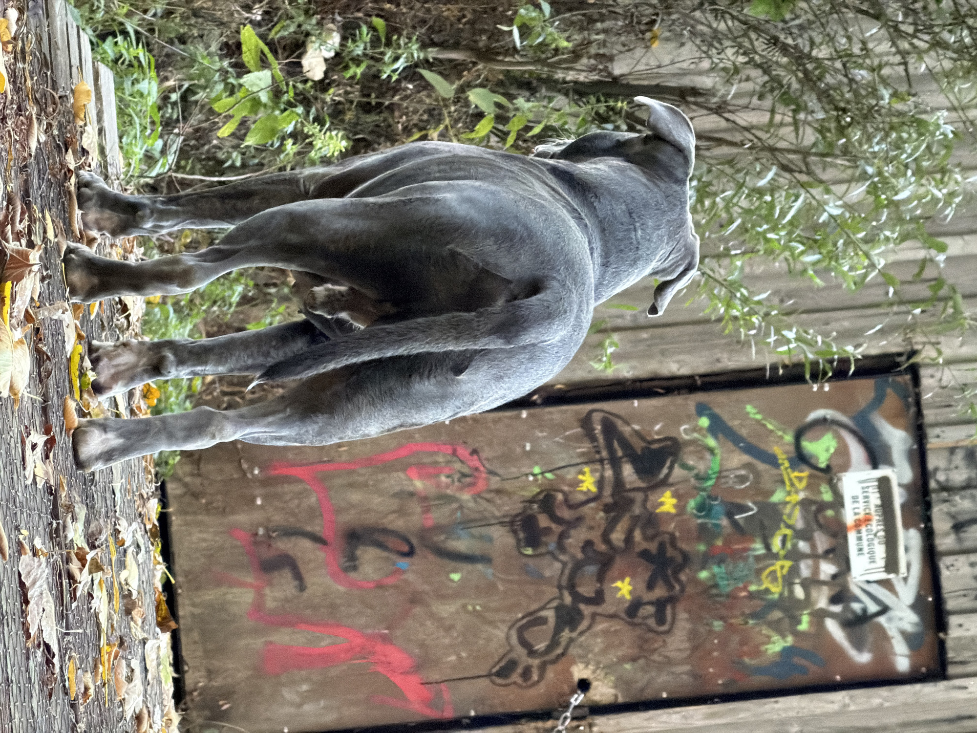 In the city of Schifflange, Luxembourg, a grey dog stands with its back to the camera, facing a rusty metal door covered in graffiti. The dog is a muscular breed, with short fur and a long tail. It is standing on a wooden platform, with fallen leaves scattered around its feet. Behind the dog, a wooden fence and lush green foliage create a natural backdrop. The door, prominently featured in the image, is adorned with vibrant spray paint in various colors, including red, yellow, green, and black, forming abstract shapes and tags. A small white sign with text, likely a notice, is affixed to the upper portion of the door. A metal chain is visible on the right side of the door, possibly securing it. The overall scene suggests an urban or semi-urban environment with elements of nature and decay.