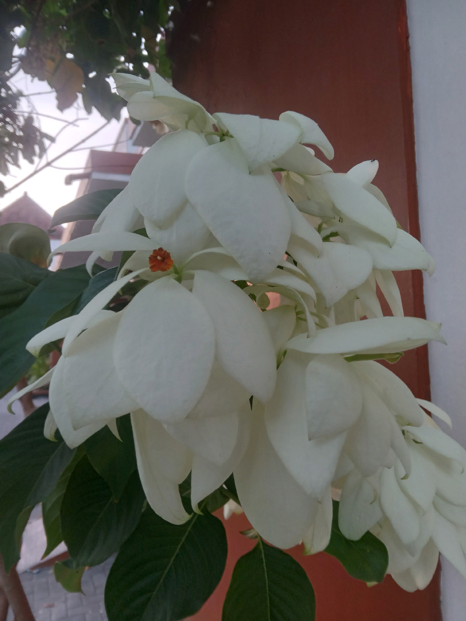 A close-up, waist-level, outdoor, medium shot captures a cluster of Mussaenda flowers, with white bracts and a small orange stamen, blooming against a blurred background of reddish-brown and white walls, and green foliage. The Mussaenda flowers are arranged in a cascading manner, with some petals slightly curled and others overlapping. In the lower-left corner, dark green leaves of the plant are visible. A tiny black ant is perched on one of the white bracts in the upper right section of the image. The overall lighting suggests it is daytime, with the sun perhaps behind the viewer, illuminating the flowers from the side and slightly from above. The scene is likely situated in a residential or garden area within the city of Yogyakarta, Indonesia, given the architectural style of the background structures and common flora.