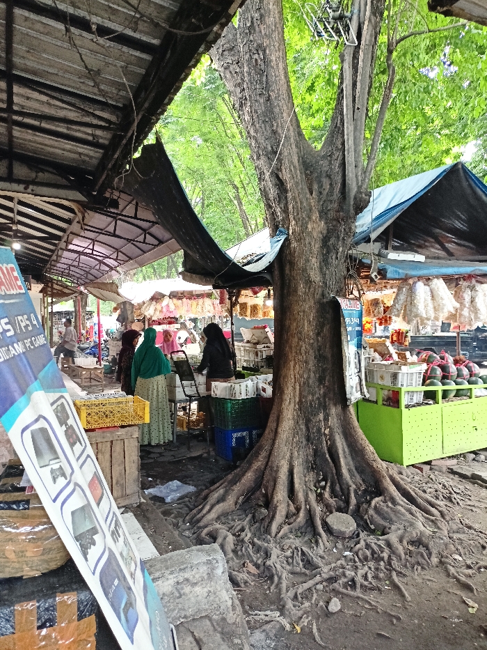 The image depicts a bustling outdoor market scene in Mojosari, Indonesia, centered around a very large, ancient tree with prominent, gnarled roots spread across the ground. The tree's thick trunk rises upwards, providing natural shade over the surrounding activity.
Around the tree, several market stalls are set up, featuring corrugated metal roofs and tarpaulin coverings. On the right side, a stall displays a pile of fresh watermelons on a bright green stand, alongside other packaged goods. Another stall to its left, partially obscured by the tree, also shows various hanging and displayed items, likely snacks or dried foods. To the left of the tree, more market stalls and structures extend into the background.
Several people are visible within the market, mostly women dressed in traditional clothing, including headscarves. They are seen interacting at the stalls, either as vendors or shoppers. One woman in a green hijab is positioned near a stall with a yellow crate, while another in a black top and hijab is seen tending to a stall with multiple containers.
In the immediate foreground on the left, a blue and white advertising banner is prominently displayed. Visible text on the banner reads: "PS / PS4" and "AND PC GAME," indicating a service or product related to gaming. The ground throughout the market area is unpaved, consisting of dirt and the extensive root system of the large tree. The scene is illuminated by natural daylight, suggesting it is daytime.
