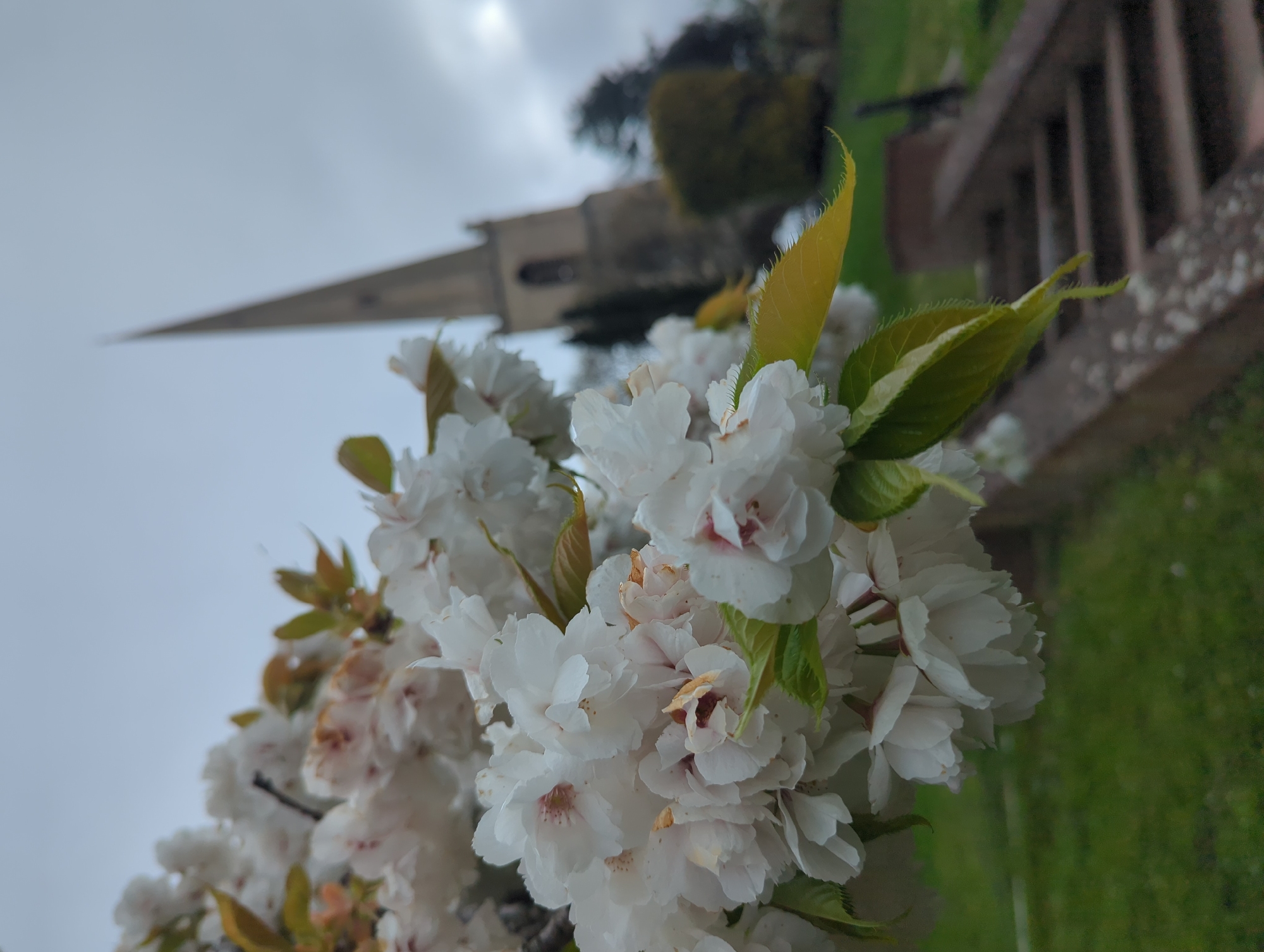The image captures a close-up of blooming white flowers with green and yellow leaves in the foreground. In the background, blurred, is the pointed spire of a church against a cloudy sky, a section of a stone bench, and green grass. The location is the city of Worcester, United Kingdom.