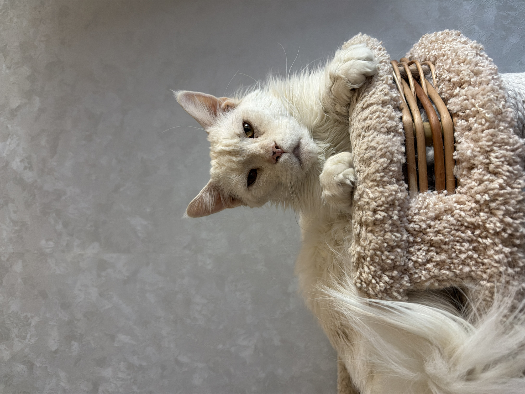 A light-colored cat is clinging to a cat tree or perch. The background is a light grey wall with a textured appearance. The cat appears to be upside down. The perch is covered in a soft, fuzzy material and has wicker supports. The cat has its paws gripping the perch. The location is not visible in the image and can not be stated.