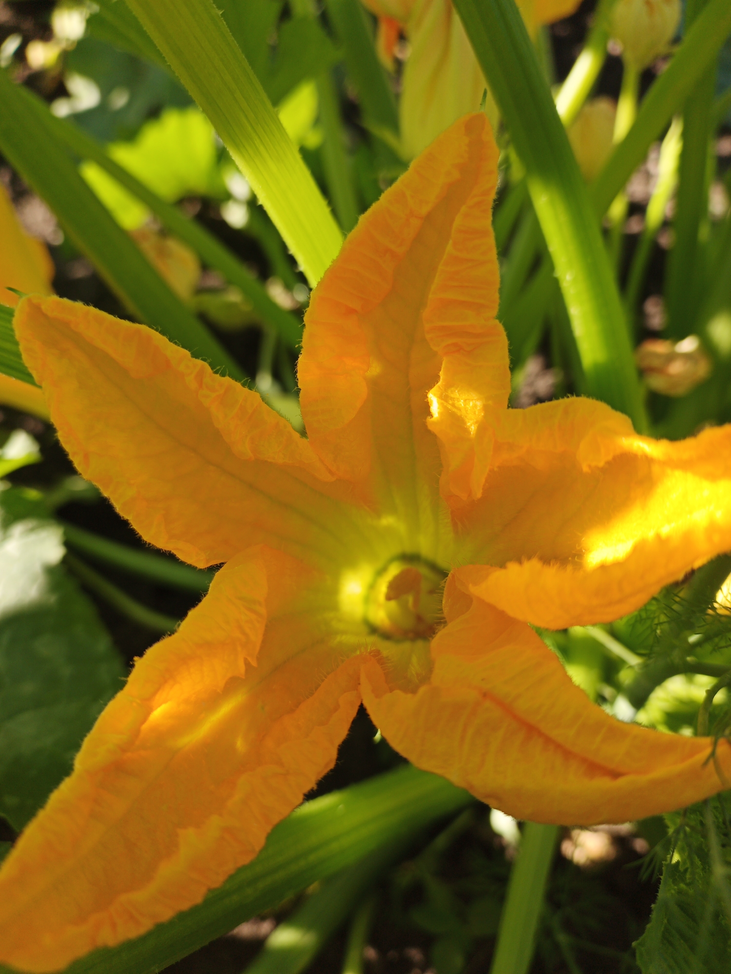 A close-up, eye-level shot captures an orange zucchini flower in full bloom, set against a backdrop of vibrant green foliage. The flower's five petals are delicately ruffled and textured, showcasing a gradient of color from a bright orange at the edges to a softer yellow near the center. Sunlight streams through the petals, illuminating their translucent quality and casting subtle shadows. The stamens and pistil are visible at the flower's heart, hinting at its reproductive function. The surrounding leaves and stems of the zucchini plant are lush and healthy, with some leaves catching the light and appearing almost luminous. The image is sharp and well-focused on the flower, with the background softly blurred, emphasizing the bloom's beauty. The scene appears to be outdoors, likely in a garden or a natural setting, with dappled sunlight suggesting it's daytime. There are no people or signs of human activity in the frame.