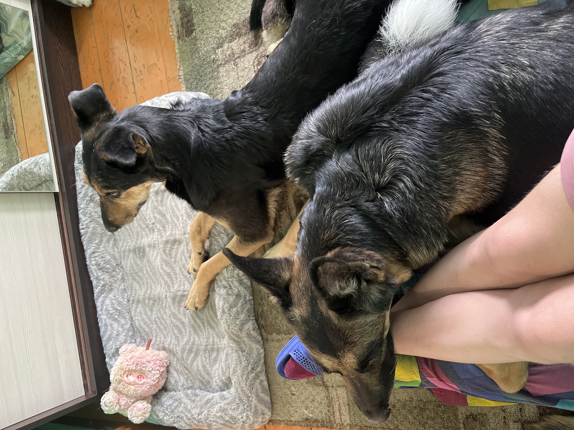 Two dogs are lying on a grey dog bed on top of a rug. The rug is on a wood floor. One dog is tan and black, and the other is black with some white. A pink stuffed animal is in the lower left of the frame. A person is sitting next to the dog bed, and their legs are visible in the right of the frame. The location is not discernible from the image.