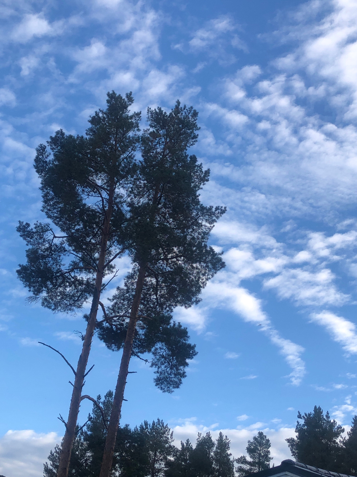 Two tall, dark green pine trees are silhouetted against a bright blue sky dotted with scattered, wispy white clouds. The trees are in the foreground and take up a significant portion of the frame. The one on the left is slightly taller and thinner than the one on the right. Their branches, sparse in places, extend outwards. In the background, at the bottom of the image, the dark green tops of other pine trees and a sliver of a dark roofline are visible, suggesting a residential or wooded area. The overall scene captures a clear day with a dynamic sky. The location provided, Нева-2 Снт, Russia, places this image in a likely semi-rural or dacha settlement area, consistent with the presence of pine trees and a roofline. There are no people or animals visible in the image, and no discernible actions or interactions are taking place.