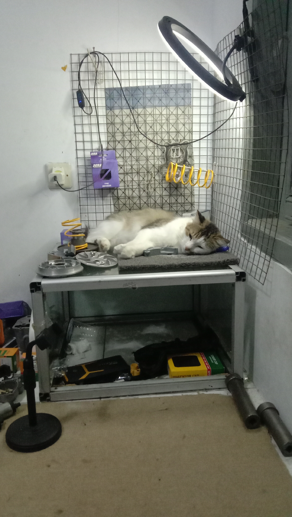 In a workshop setting, likely in Karangmangu, Indonesia, a fluffy cat with white and brown fur is sleeping on a grey cushion placed on a metallic shelf. The cat is positioned on its side, with its head resting towards the right of the frame. Above the shelf, a black ring light is illuminated, casting a bright glow. Various mechanical parts, possibly for a motorcycle or scooter, are scattered on the shelf and in the lower cabinet. These include silver-colored metal components and yellow spring-like objects. A purple box labeled "DURA" and a device with a blue light are attached to a wire mesh grid on the wall. In the lower cabinet, black and yellow objects are visible, along with a yellow box. A microphone stand with a black base is situated in the foreground on a carpeted surface. Two metallic cylindrical objects are on the floor to the right of the cabinet. The walls are white, and the overall impression is of a functional workspace with an unexpected occupant.