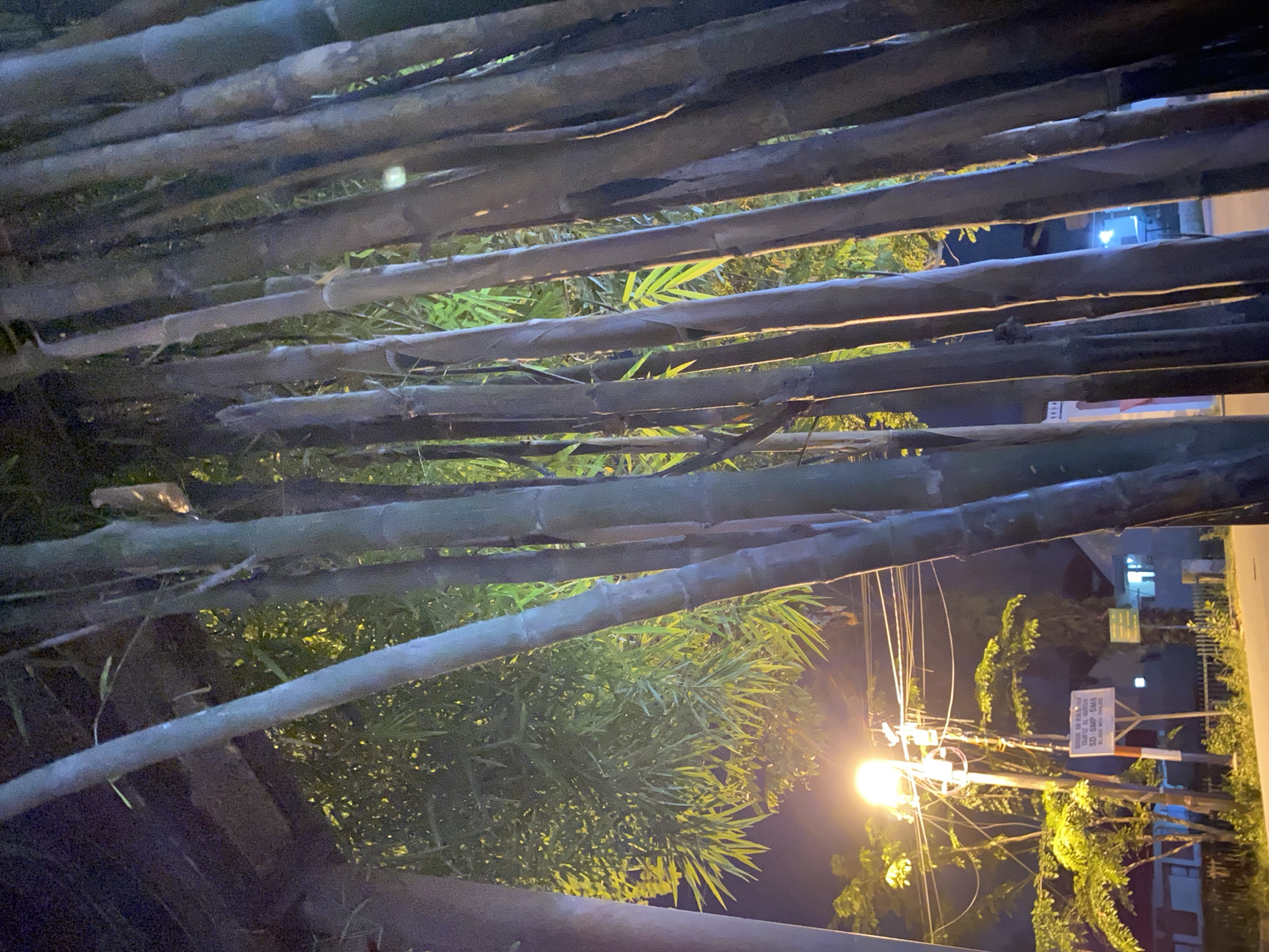 This image captures a nighttime scene in the city of Lhokseumawe, Indonesia, with a cluster of tall bamboo stalks dominating the foreground. The bamboo, with its thick, segmented trunks, creates a dense screen, allowing glimpses of a brightly lit street scene behind it. A streetlamp, emitting a warm, yellow glow, illuminates the area, casting light on a signpost that reads "SD SMP SMA," indicating a school complex. Trees with lush green foliage are visible, some illuminated by the streetlamp, others appearing as dark silhouettes. The overall impression is one of an urban environment at night, with the natural element of bamboo contrasting with the man-made infrastructure of street lighting and signage.