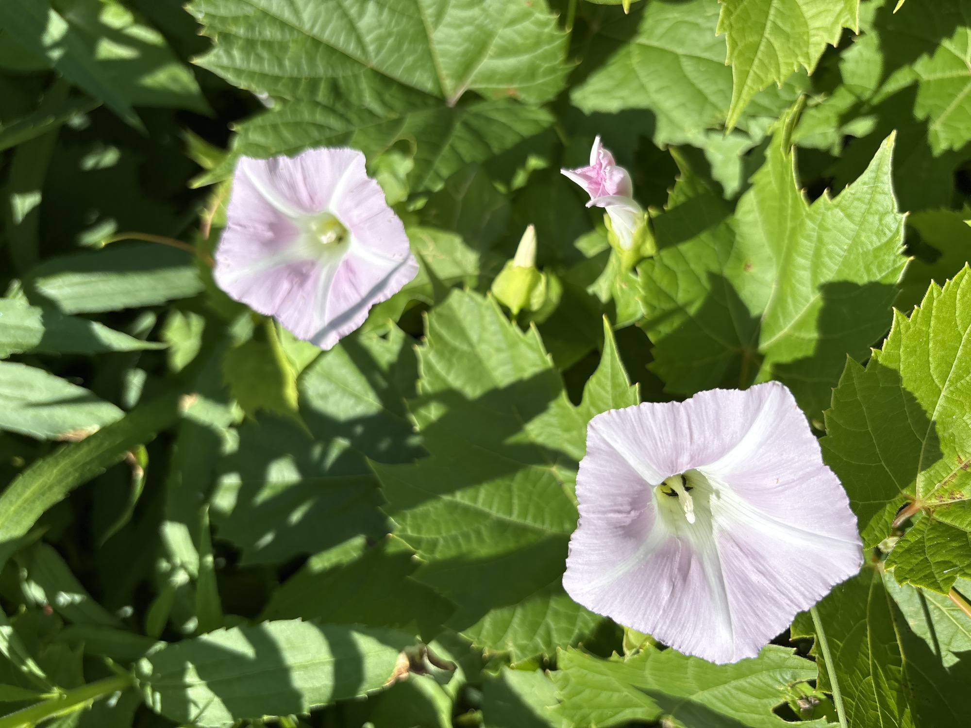 A close-up, high-angle shot captures two light pink bindweed flowers in full bloom, nestled amongst lush green foliage. One flower is positioned in the lower left quadrant of the frame, its trumpet-shaped petals unfurled to reveal a pale green center with delicate white stripes radiating outwards. The second flower, slightly out of focus, is located in the upper right quadrant, displaying a similar soft pink hue and form. A partially opened bud, exhibiting a more intense pink, is visible in the center-right of the image. The surrounding leaves are vibrant green, with some showing slight serrations along their edges. Sunlight dapples the scene, casting distinct shadows across the leaves. The overall setting suggests an outdoor environment, likely a garden or park, possibly within the City of Niagara Falls, United States of America, given the lush vegetation and natural light conditions. There are no people or animals present in the image.