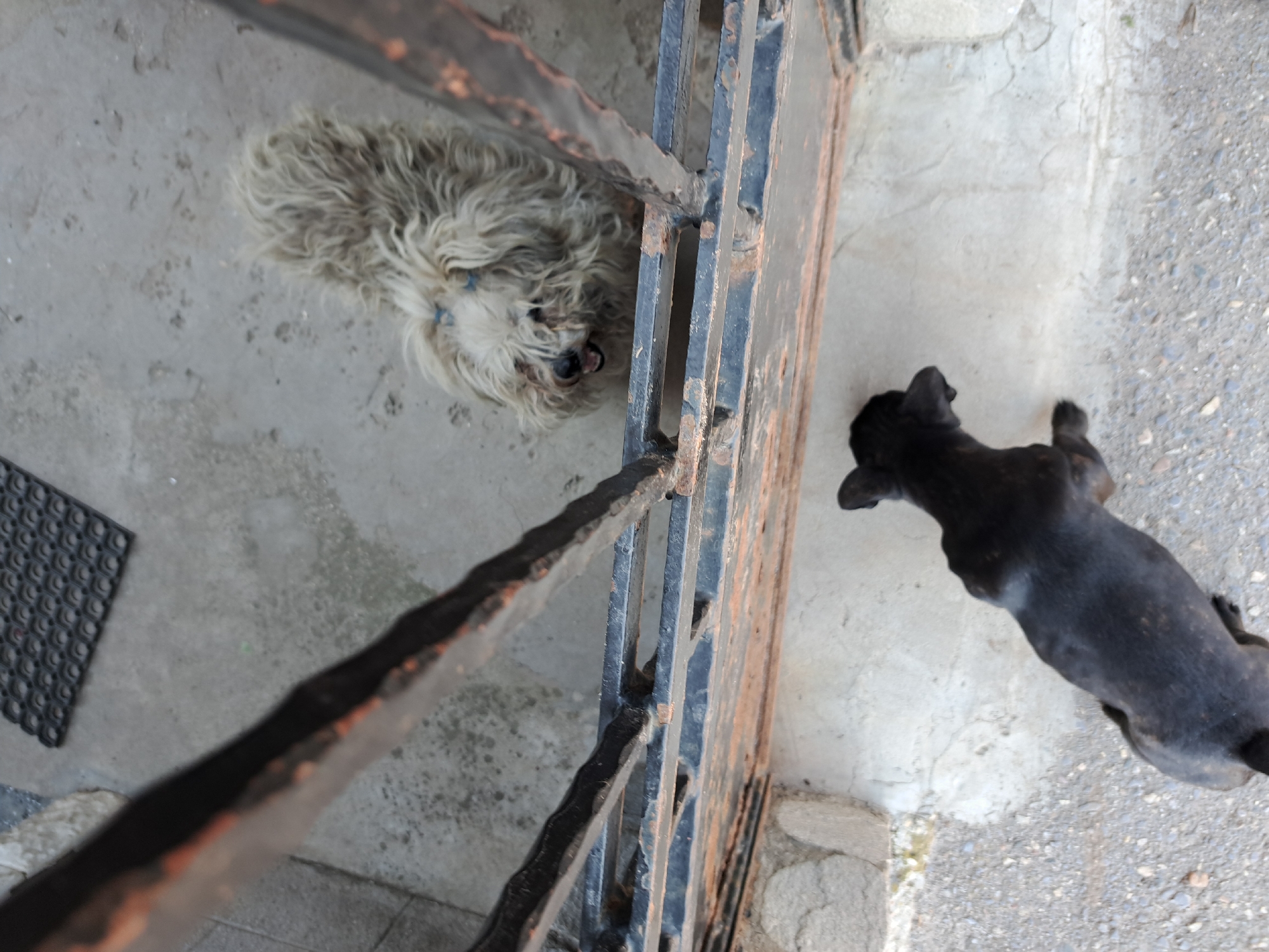 A medium-angle shot taken from slightly above eye level depicts two dogs situated on either side of a weathered, black, iron gate in an unspecified location within the city of Unknown, Unknown. The gate is positioned diagonally within the frame, obscuring the view.
To the left of the gate, a small, long-haired dog with white and gray fur is visible, looking up at the camera. The dog's fur appears somewhat matted.
On the right side of the gate, there is a smaller, black dog lying on the ground. The dog’s body is positioned lengthwise in the frame.
Both dogs are on a concrete surface. The concrete varies in texture and color, suggesting possible aging or different surface treatments. A small, rectangular rubber mat is visible in the far upper-left corner of the frame, beside the dog. The environment appears to be an outdoor space, possibly a yard or entrance area.