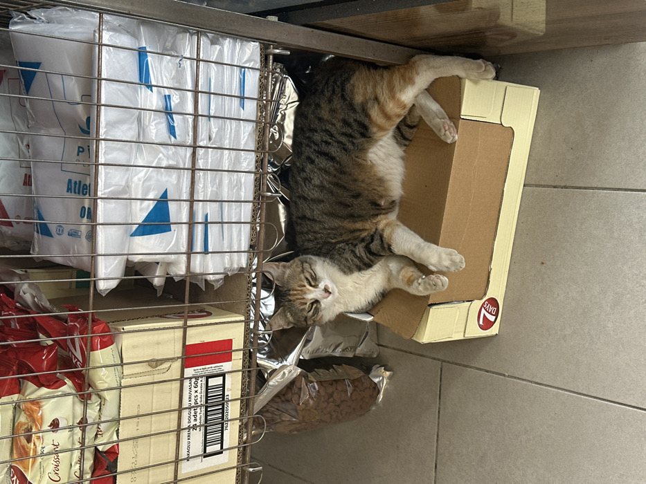 A tabby and white cat is observed lying on a brown cardboard box, displaying a relaxed posture with its eyes partially closed, on the tiled floor of a retail establishment in Torbalı, Turkey. The cat's white chest and front paws contrast with its striped brown, black, and orange fur on its back and sides. Above the cat, a metal shelving unit is visible. On the left side of the unit, multiple packages of "Croissant" and a large cardboard box labeled "KAKAOULU KREMA DOLGULU KRUVASAN" (cocoa cream-filled croissant) with a barcode are stored. To the right, stacks of white plastic bags, each featuring a blue triangular logo and possibly the text "Attel," are visible. Directly beneath the bottom shelf and behind the cat, several foil-wrapped packages, including one resembling a bag of pet food kibble, are present. The cardboard box the cat rests upon has a red "7 DAYS" logo on its side. The flooring consists of light-colored square tiles.