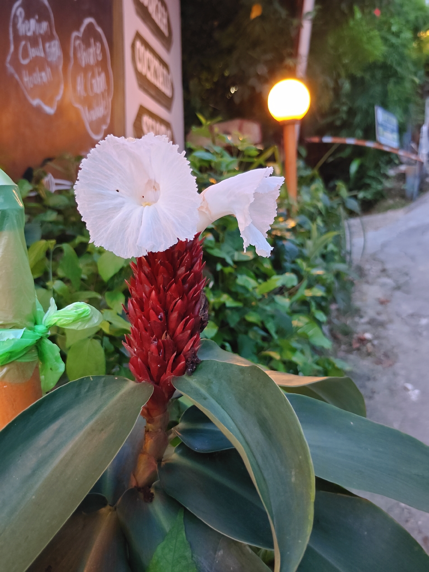 In Pokhara, Nepal, a close-up shot captures a vibrant red flower cone topped with delicate white petals, likely a type of ginger or heliconia, set against a blurred backdrop of lush green foliage. To the left, a plastic bag with a green tie is visible, containing an orange substance. In the background, a warm, glowing spherical lamp illuminates the scene, hinting at an outdoor setting, possibly a garden or a street. Signs with white lettering are partially visible on a brown surface to the left, and a paved pathway runs through the background on the right.