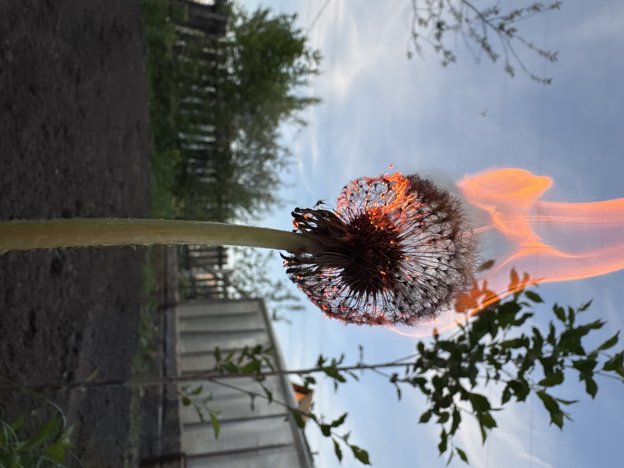 A dandelion is on fire in Chaikovsky, Russia. The head of the dandelion is engulfed in orange flames. The stalk is green and has thin hairs. In the background, there is a greenhouse, a dark dirt area, trees, and a blue sky with a few clouds.