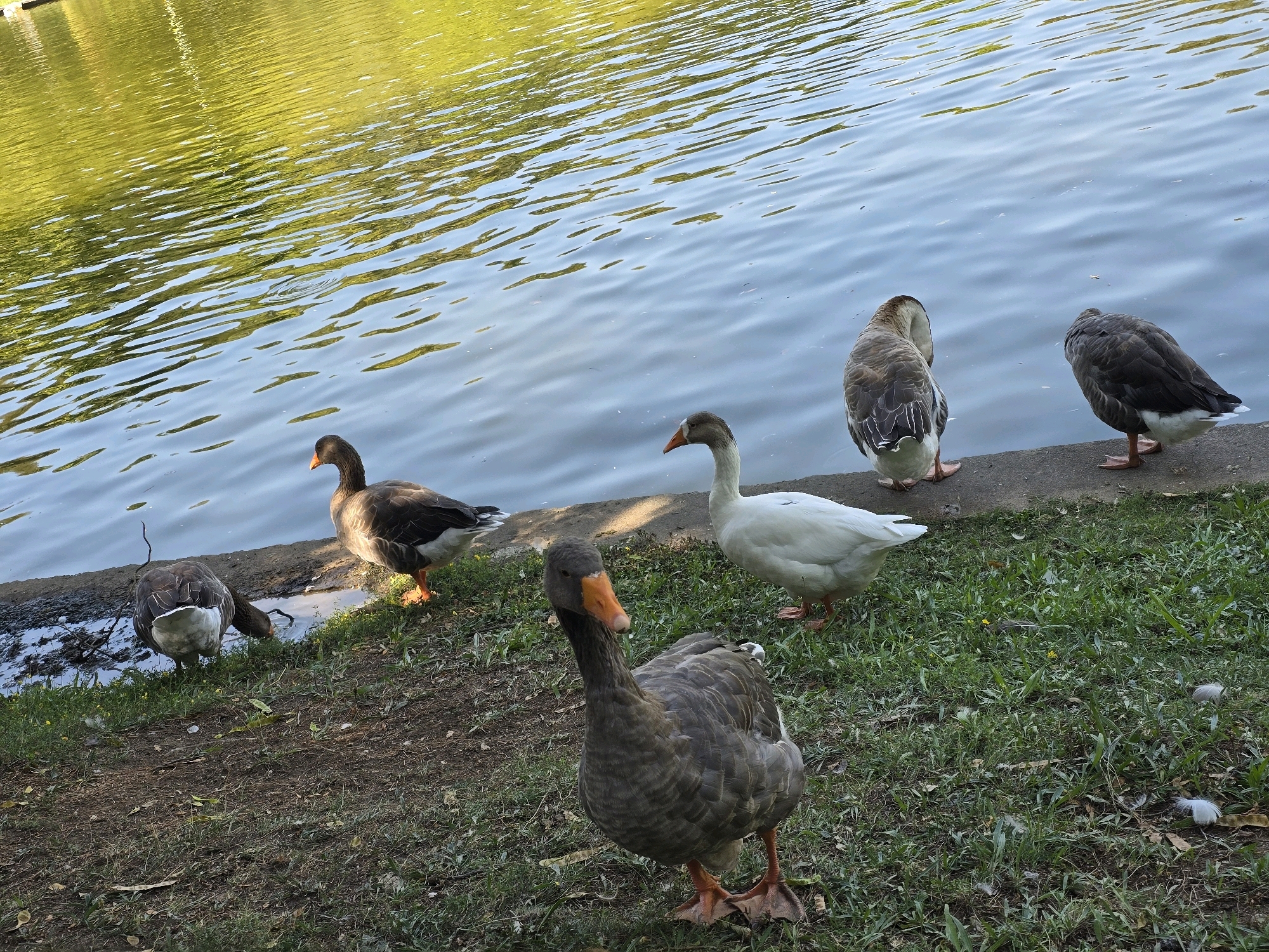 The image shows a group of geese by a body of water in Polenitsa, Bulgaria. The water is on the left side of the image, reflecting sunlight. On the right side, there is a grassy bank with several geese. One goose is in the foreground, facing the camera, with grey feathers and an orange beak. Behind it, further to the right, is a white goose. To the left of the foreground goose, there are two more geese, one brown and white, and another mostly brown, near the water's edge. A fifth goose, dark grey, is further to the right on the bank, with its back to the camera. The environment appears to be a park or natural area.