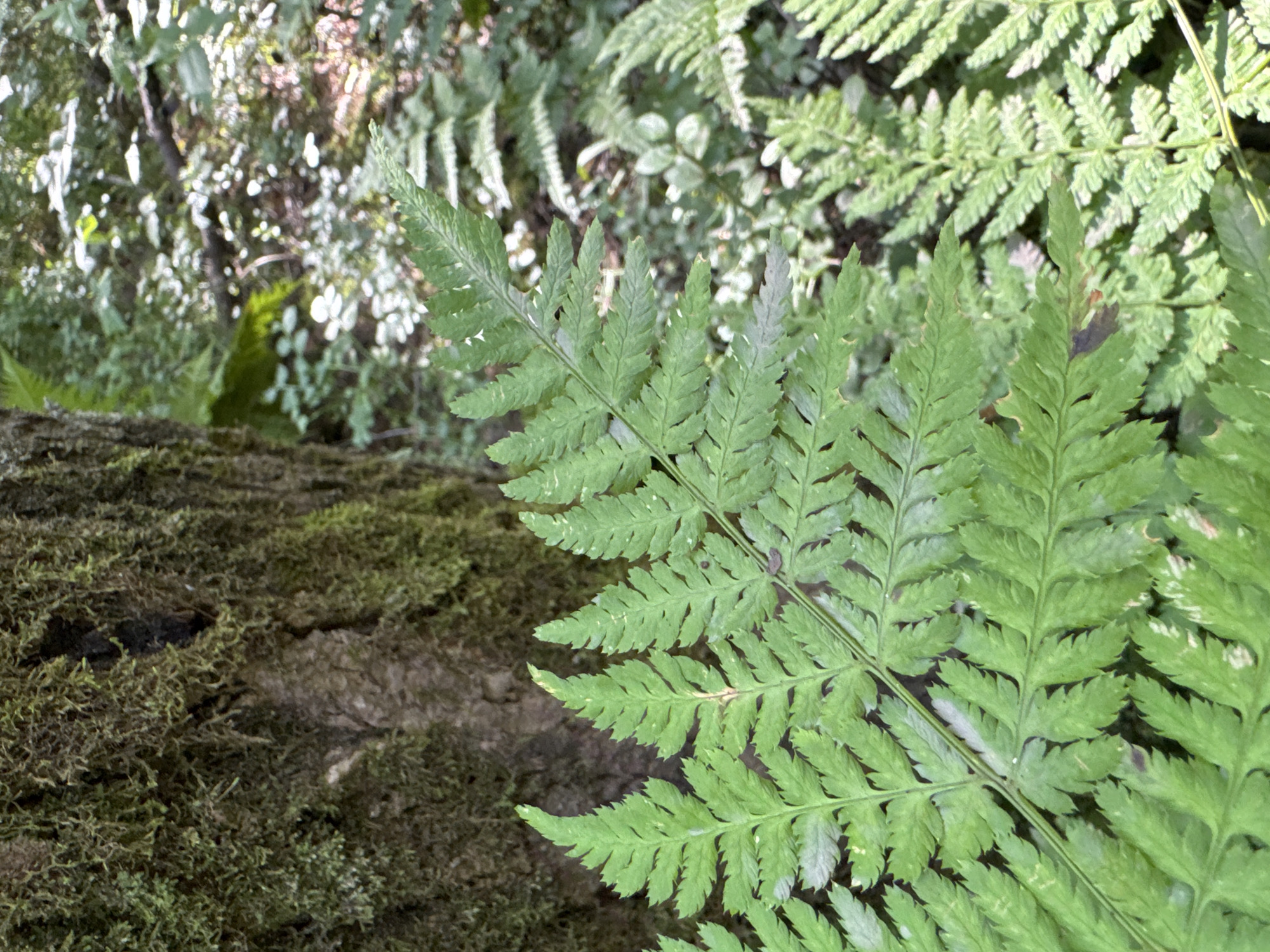 A close-up, eye-level shot captures a vibrant green fern frond dominating the foreground. The frond extends from the bottom left corner upwards and to the right, revealing intricate, serrated leaflets. Behind the fern, the textured, moss-covered bark of a tree trunk is visible on the left. The background is a softly blurred forest scene, characterized by dappled sunlight filtering through the leaves, with other ferns and greenery creating a sense of depth and lushness. The overall impression is one of a natural, tranquil environment, likely in a forest or wooded area within or near Узигонты, Russia.