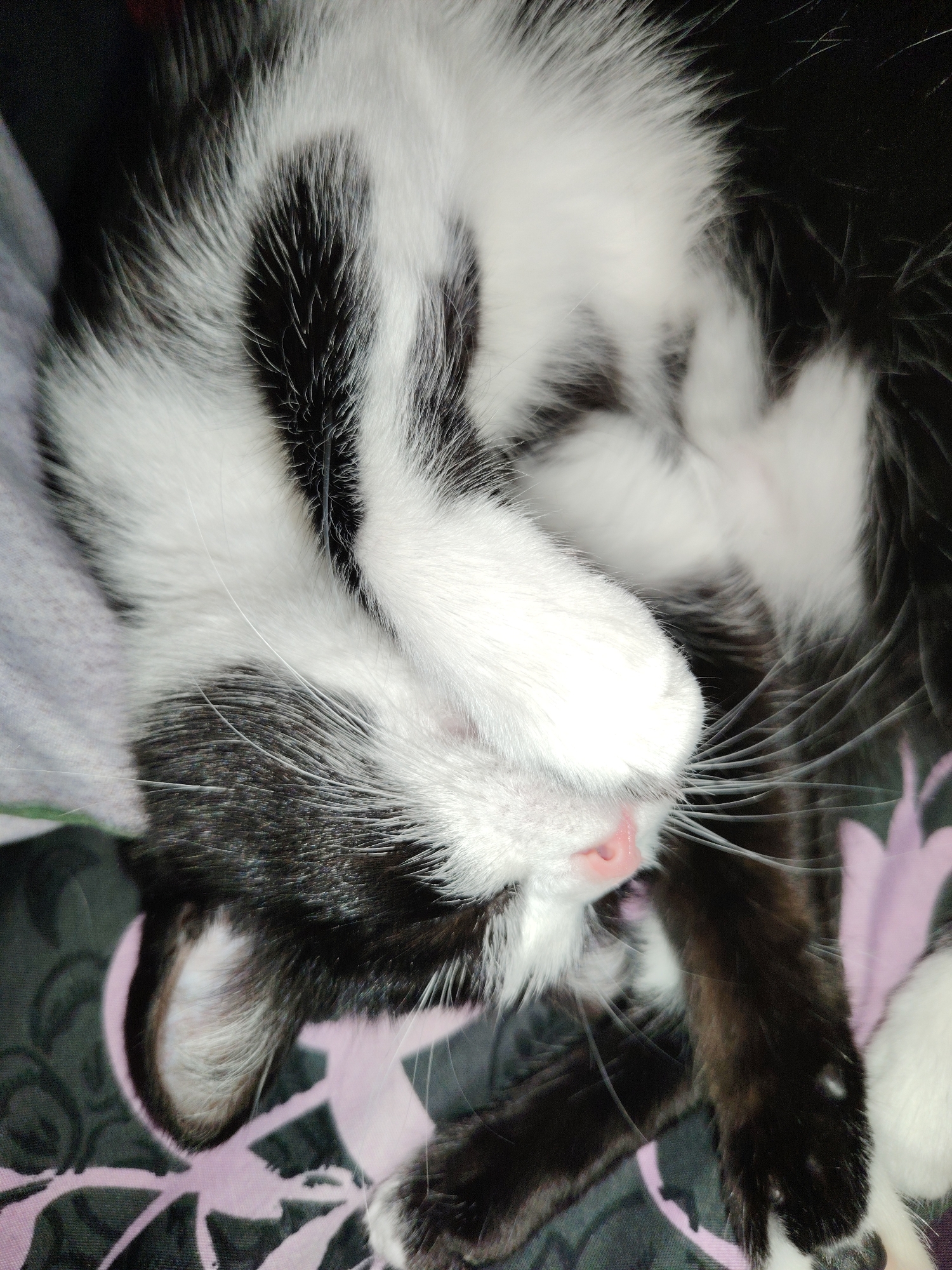 A close-up, indoor shot shows a sleeping black and white cat. Its head is tilted back, its face obscured by one of its paws. The cat's pink nose and some whiskers are visible. The cat is lying on a patterned surface with lilac-colored floral designs. The location is Unknown, Unknown.