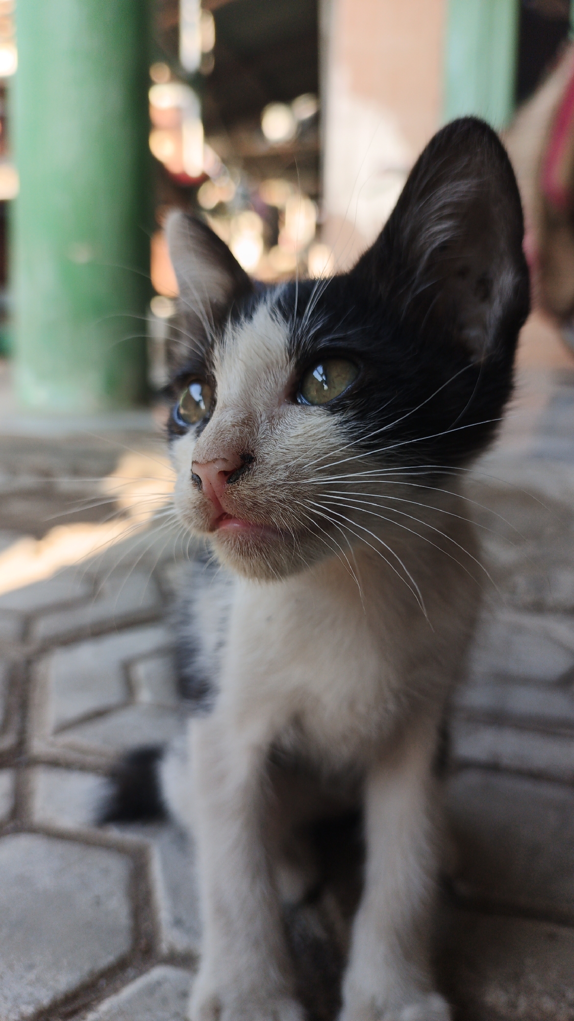 This is a close-up, eye-level, vertical photograph of a black and white kitten sitting on a patterned tiled surface. The kitten's face is in sharp focus, with its body and the background softly blurred. The kitten has large, expressive green eyes, prominent white whiskers, and a pink nose. Its fur is predominantly white on its face and chest, with black markings on its ears and head. The tiled surface beneath the kitten appears to be an outdoor or semi-outdoor area, with hints of greenery and blurred structures in the background, suggesting a potentially urban or residential setting. The lighting suggests it is daytime, with shadows visible on the tiles. The overall impression is one of a curious and alert young animal in its environment, likely in Santing, Indonesia, based on the prompt.