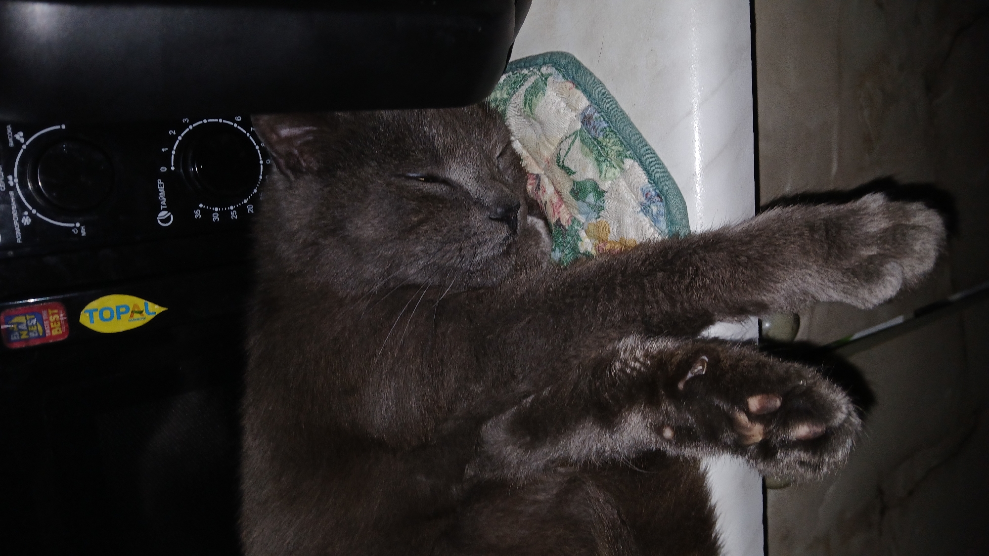 A gray cat is lying on a floral patterned potholder next to a black countertop oven. The brand "TOPAL" is visible on a yellow sticker on the oven. The oven's timer knob is set to "0". The location is inferred from OCR text as Dnipro, Ukraine.